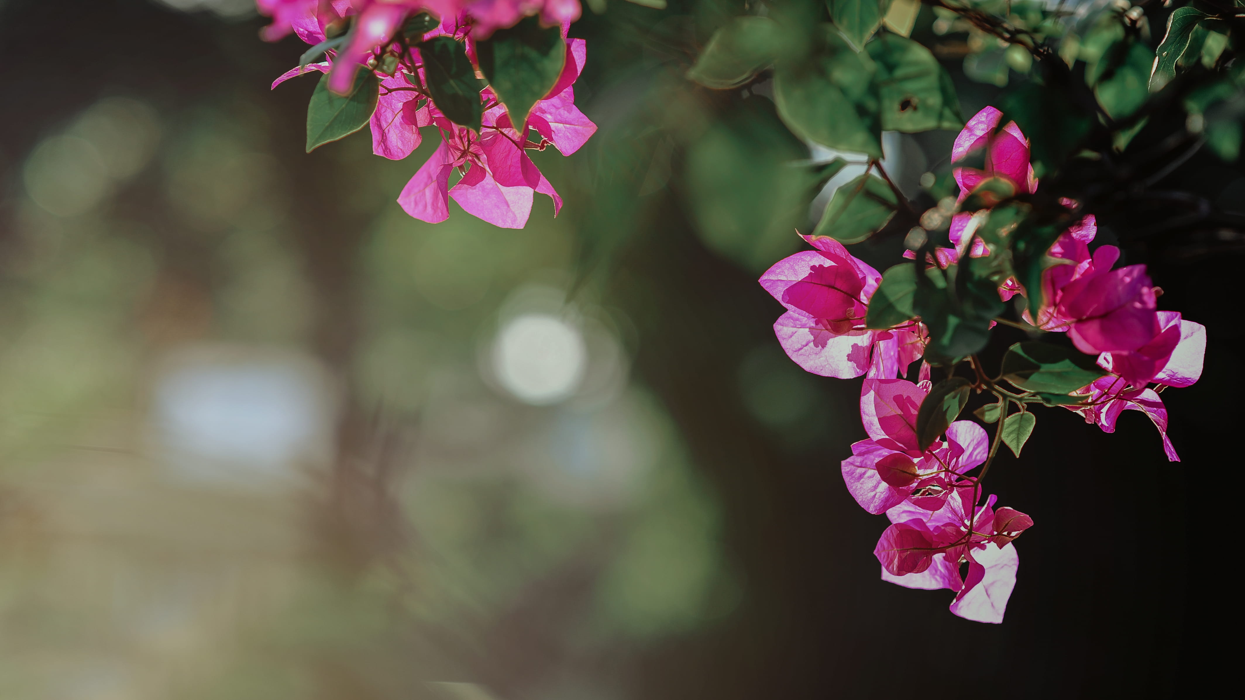 blur, beautiful, botanical, tree, garden, leaves, selective, petals, vulnerability, branch, focus on foreground, bloom, cherry tree, flower head, plant, HD Wallpaper