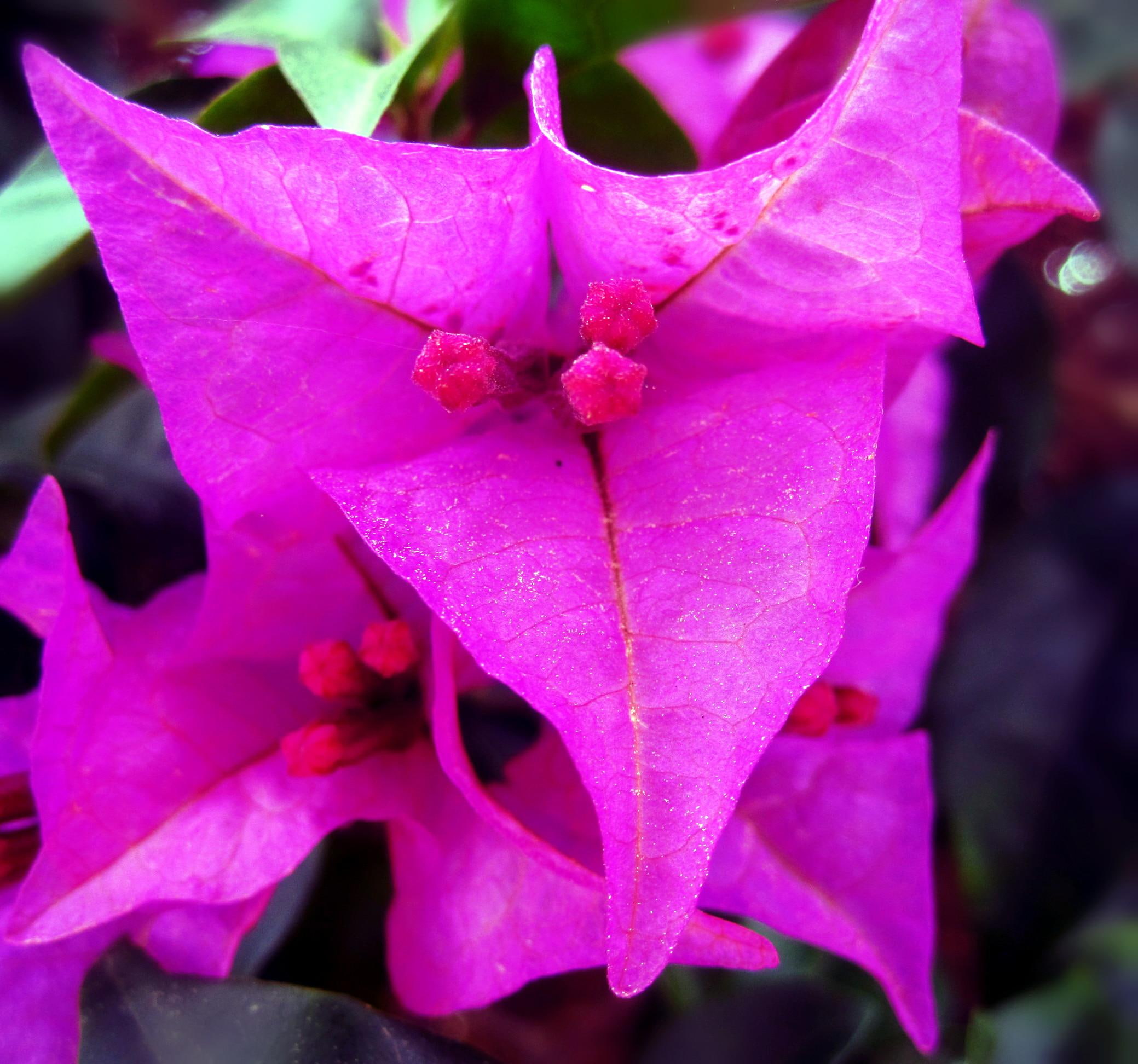 nature, macro, bougainvillea, purple, 1080P, flowers, photography, flower, nature and landscapes, HD Wallpaper