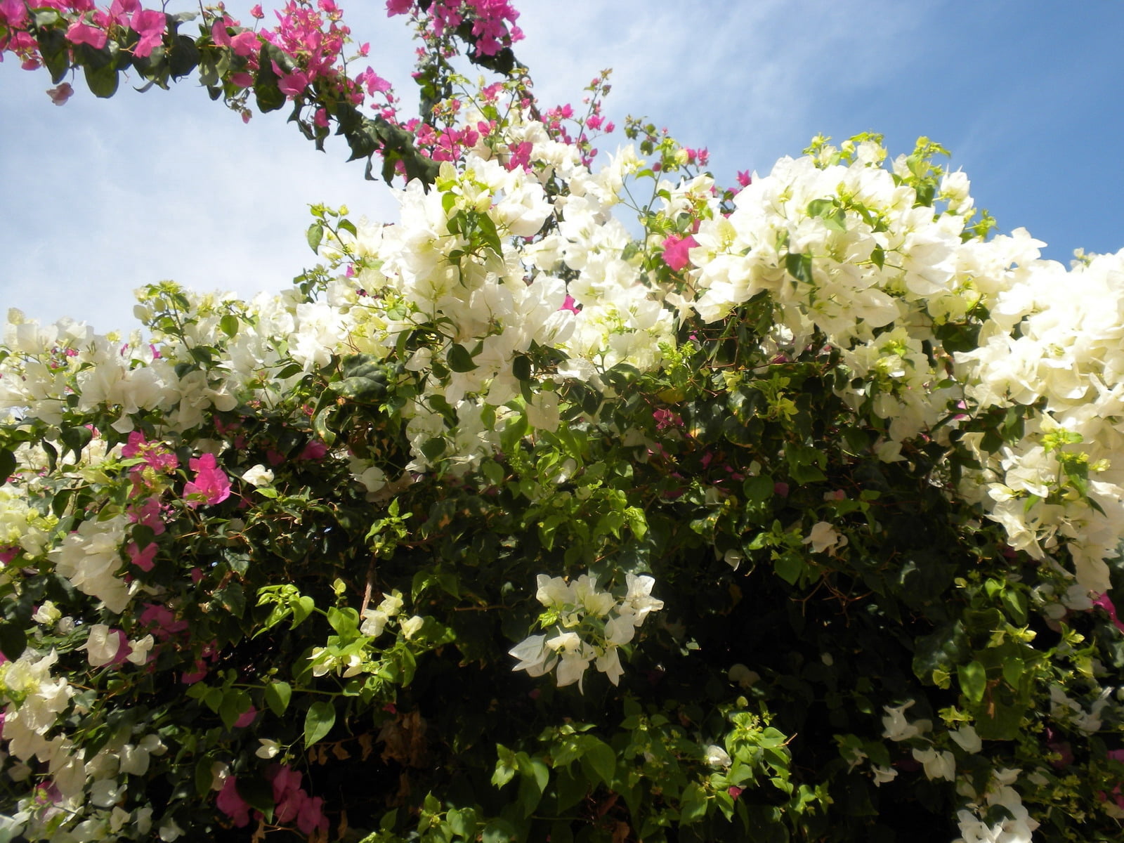 white, pink Color, beauty In Nature, springtime, plant part, summer, flowers, lilac, formal Garden, day, blossom, egypt, branch, flower, tree, vulnerability, HD Wallpaper