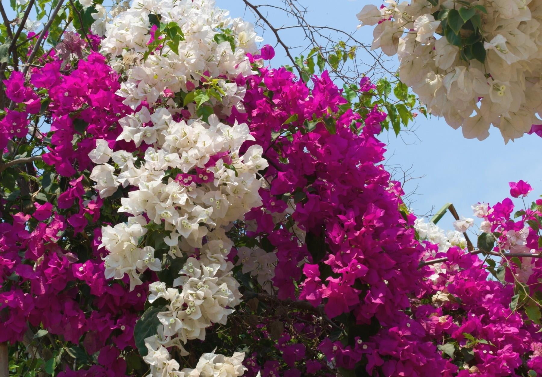 no people, 720P, formal Garden, season, flower Head, two-tone, bougainvillea, freshness, gardening, close-up, lilac, sky, plant, outdoors, petal, multi Colored, HD Wallpaper