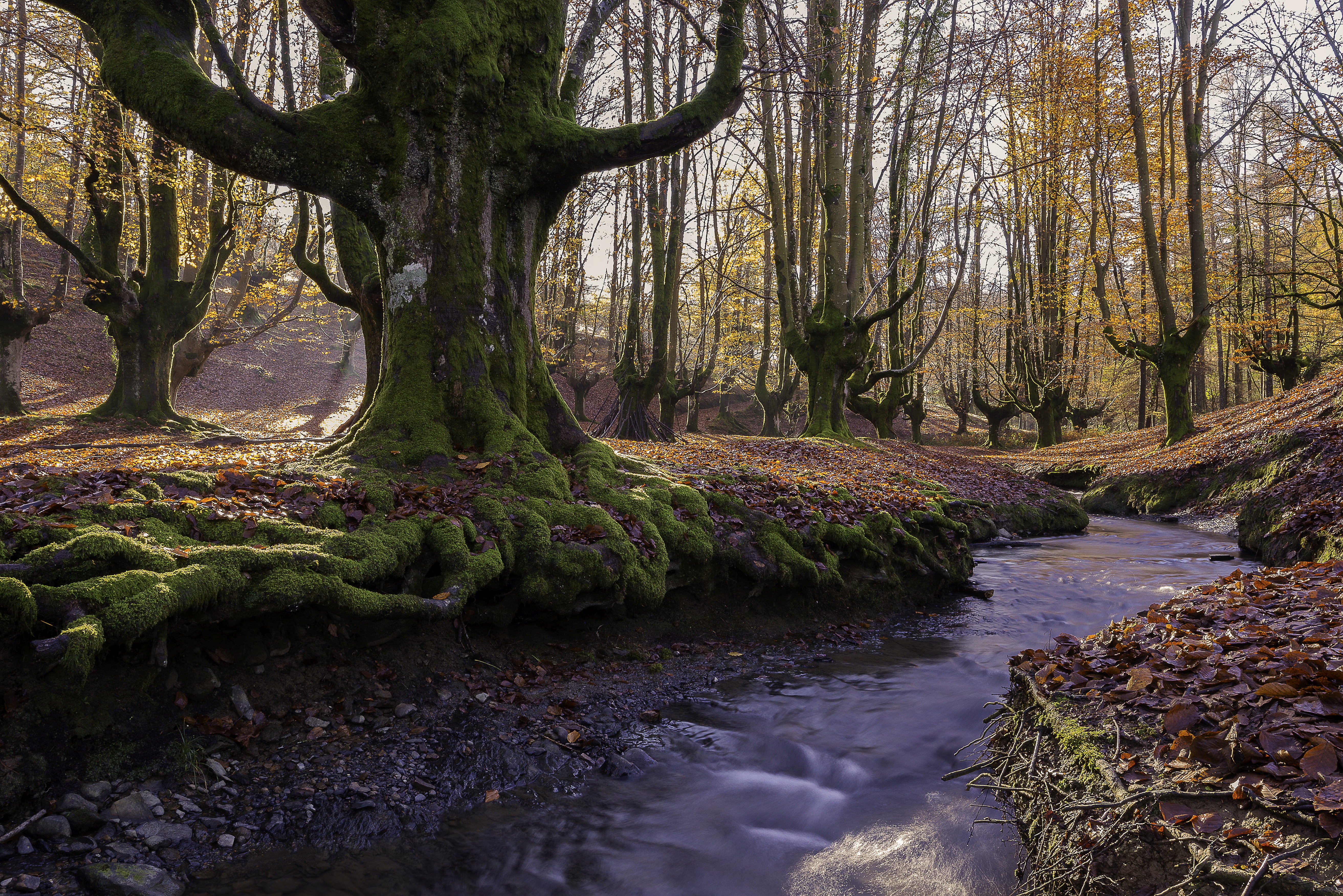 tree trunk, outdoors, forest, flowing, non-urban scene, beauty in nature, tranquil scene, moss, trunk, Basque country, growth, autumn, the sun, trees, no people, HD Wallpaper