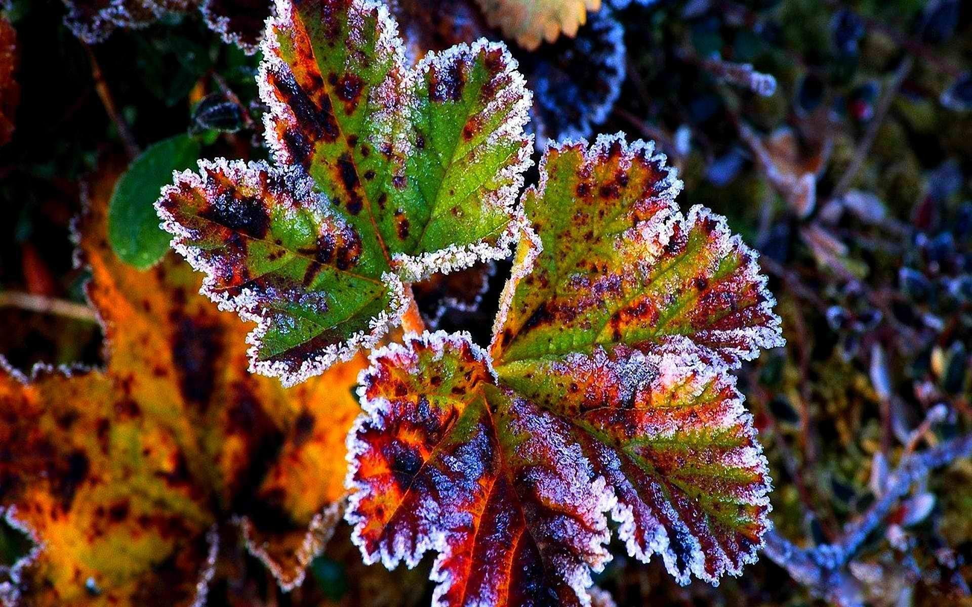 frost, nature, leaf, snow, brown, 1080P, red, green, plant, background, autumn, leaves, winter, grass, HD Wallpaper