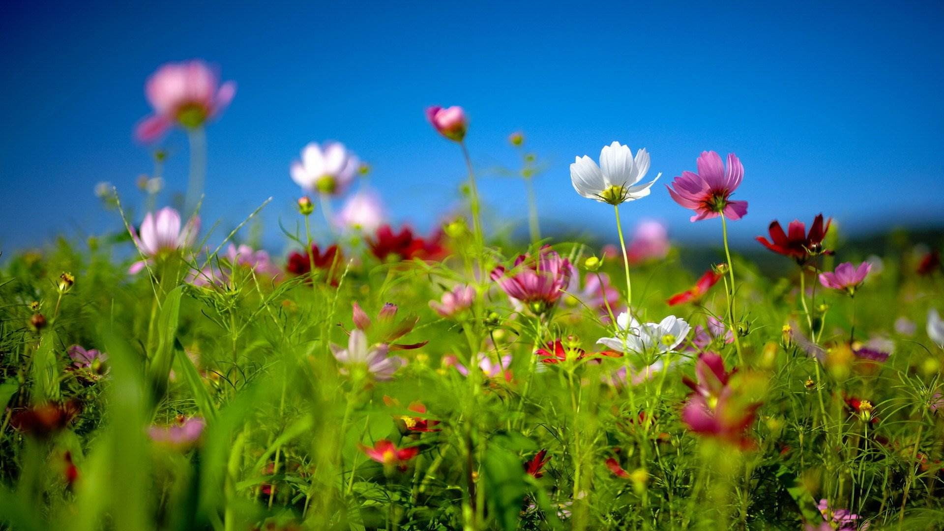 1080P, flower, daisies, picture, pink, white, hd, spring, windows, red, theme, HD Wallpaper