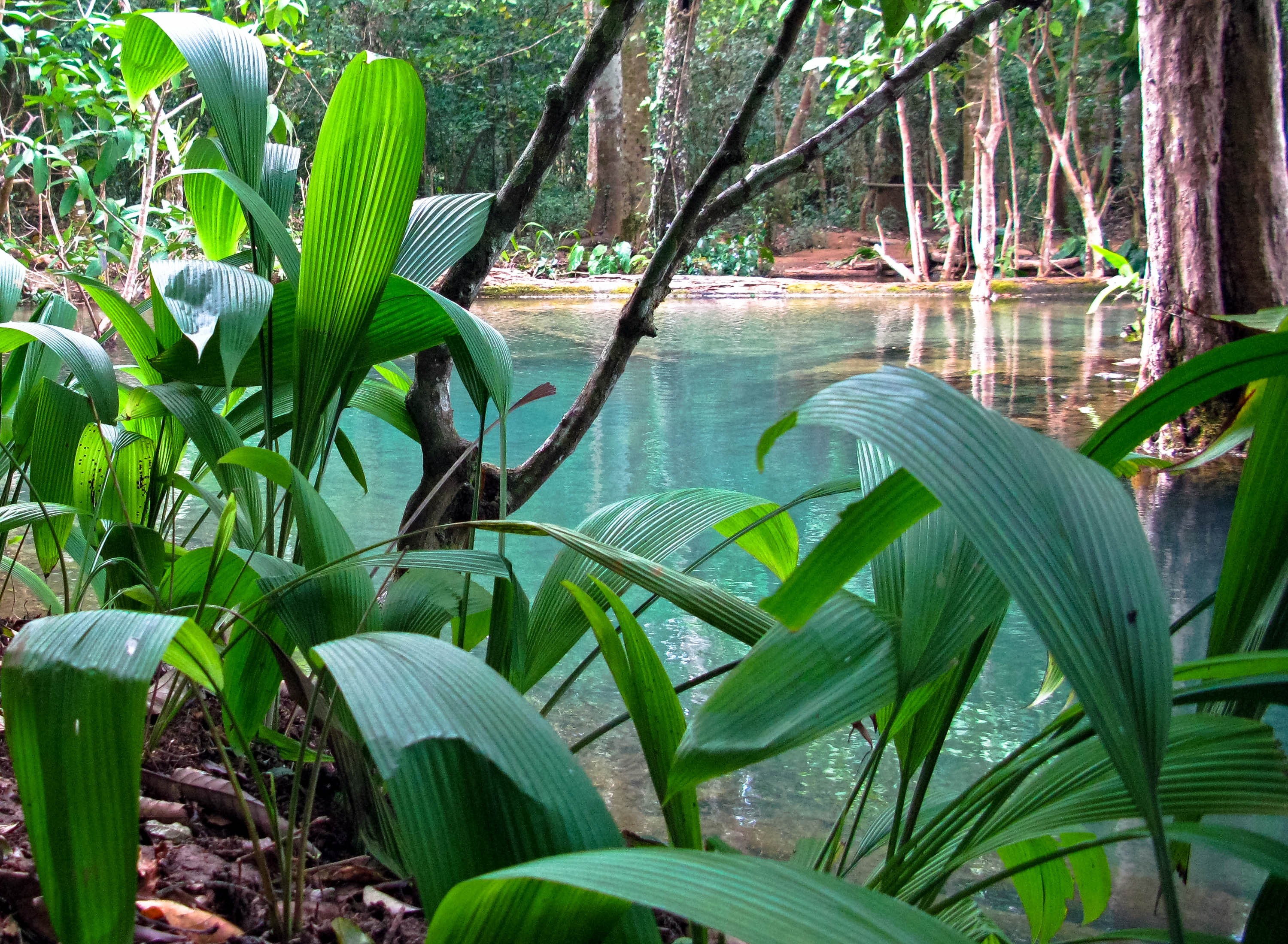 no people, tree, growth, tranquility, plant part, blue, water, beauty in nature, luang prabang, romantic, jungle, 2K, idyll, outdoors, idyllic, laos, banana tree, HD Wallpaper