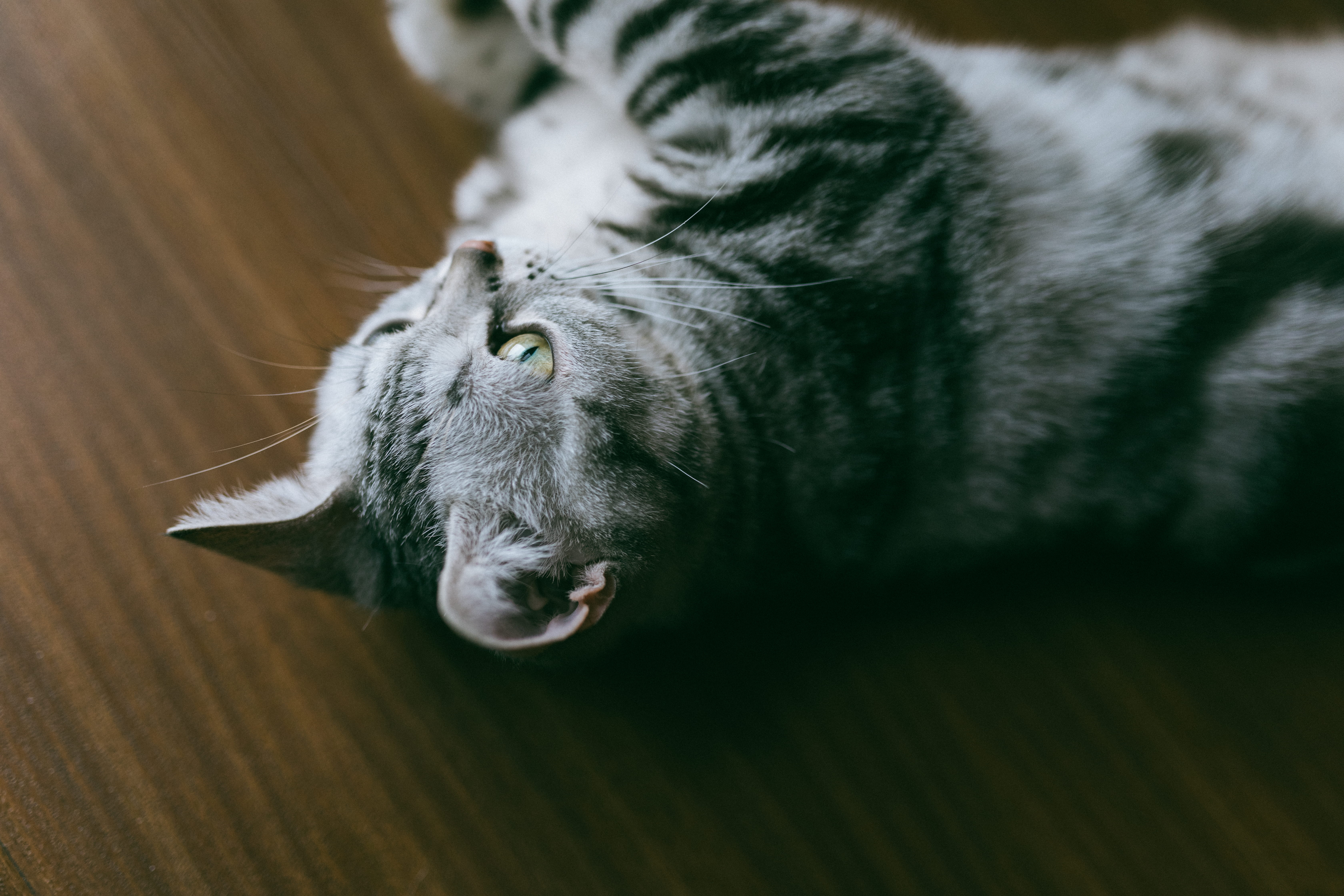 animal body part, cat, abyssinian, relaxation, pets, wildlife, domestic, close-up, whisker, tiger, animal, lying down, animal mouth, feline, wood, manx, HD Wallpaper