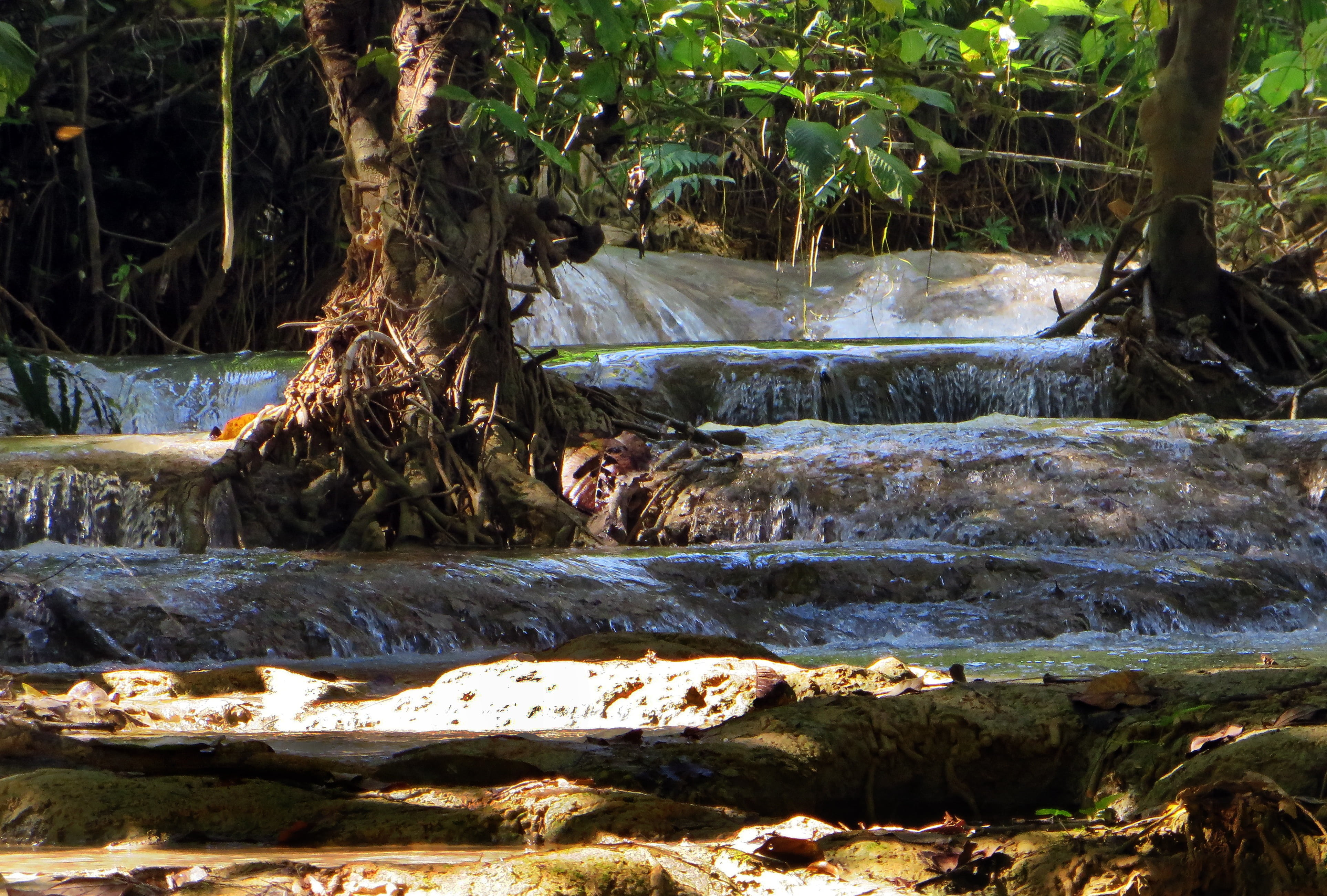 water courses, creek, cascade, scenics - nature, sunlight, water, 4K, no people, flowing water, rock - object, land, plant, flowing, tree, basin, growth, HD Wallpaper
