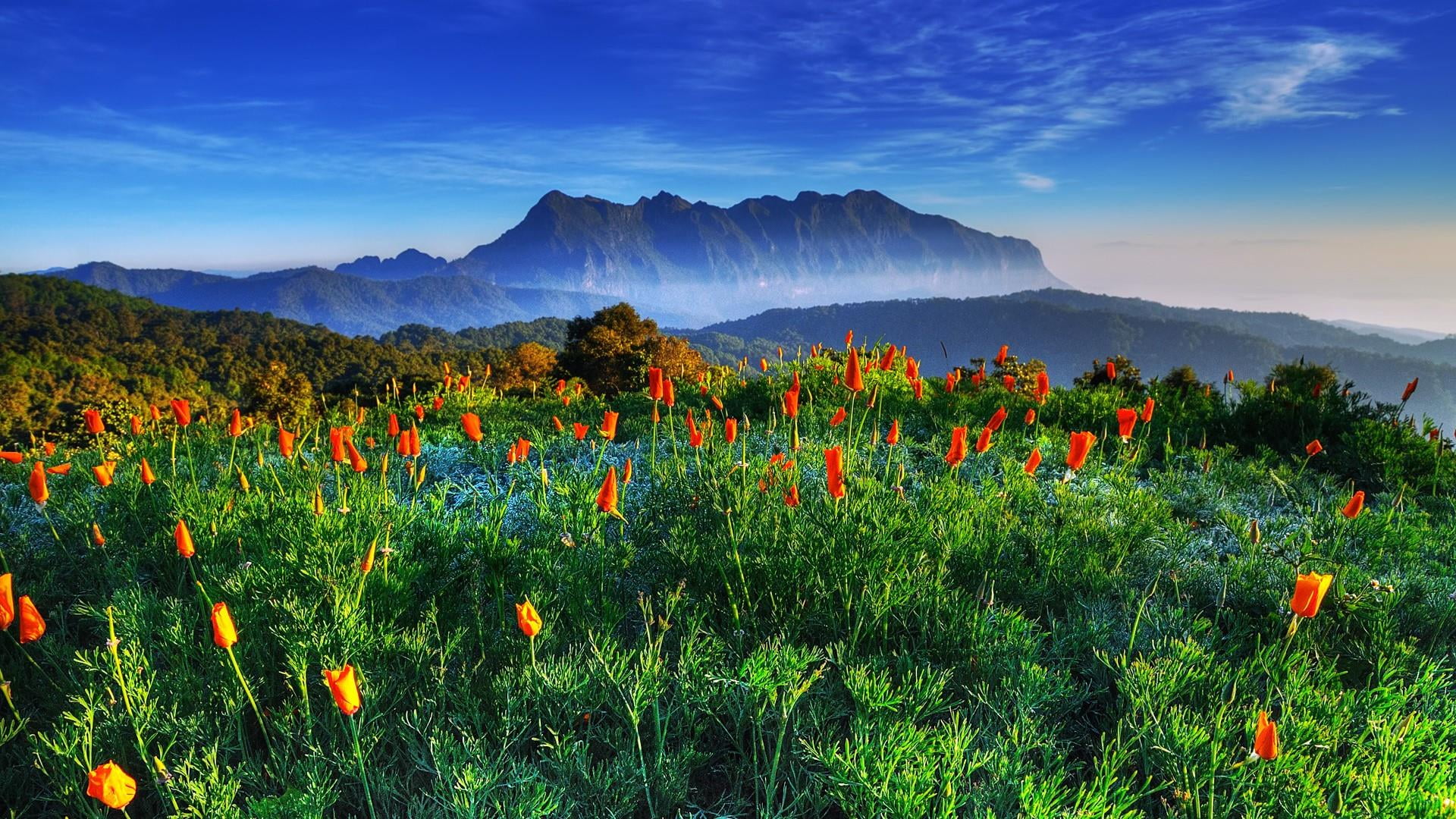 agriculture, asia, grassland, field, cloud - sky, tree, land, environment, beauty in nature, nature, blue, sky, national park, flower, outdoors, 1080P, HD Wallpaper
