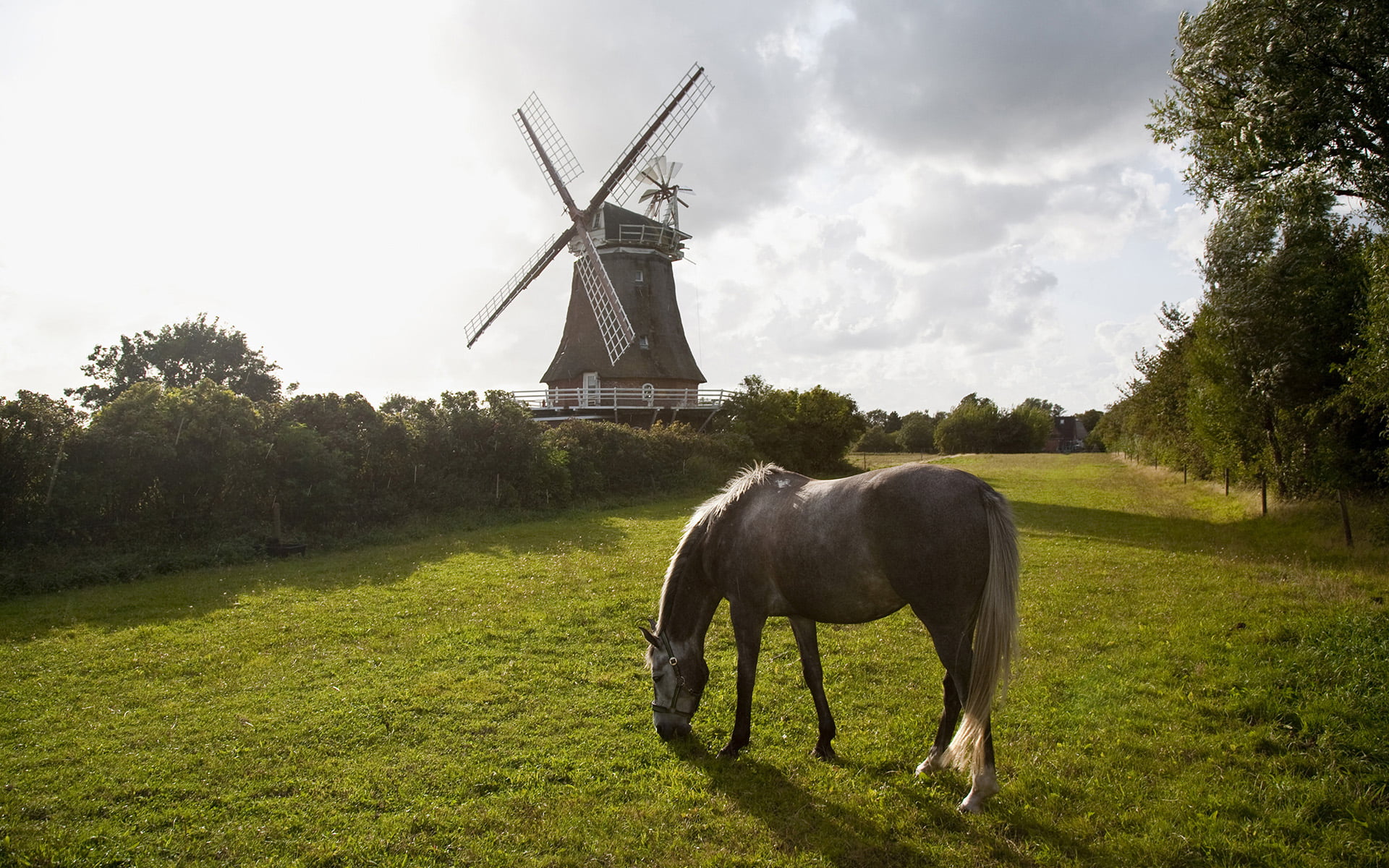 animal themes, horse, domestic animals, summer, photography, trees, nature, 1080P, alternative energy, wind power, pets, non-Urban Scene, livestock, no people, HD Wallpaper