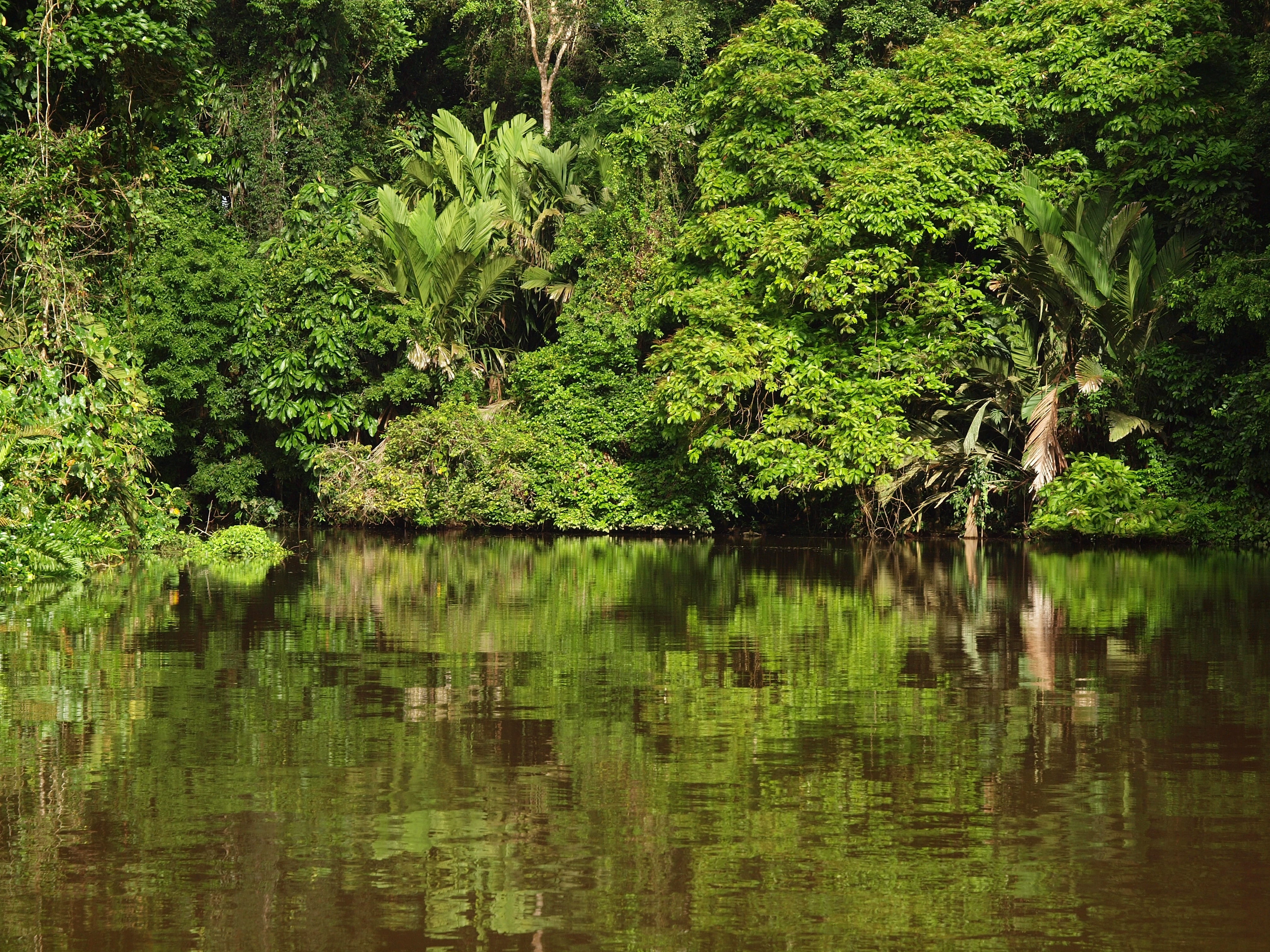 lush Foliage, waterfront, plant, landscape, Costa Rica, jungle, nature, pond, summer, tranquility, rica, Tortuguero National Park, park, forest, outdoors, HD Wallpaper