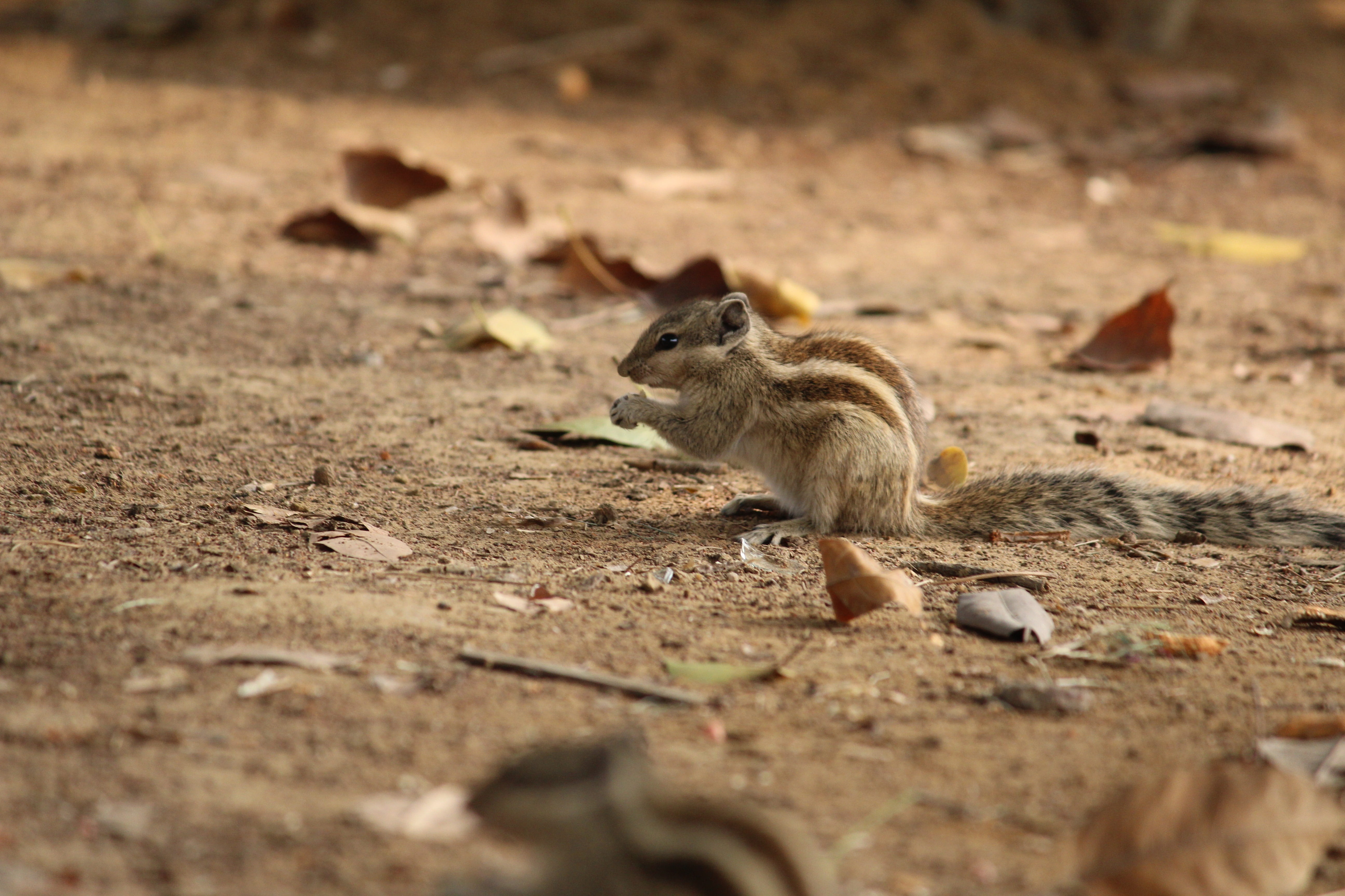 tourism, desert, model, wind, chipmunk, wildlife, animal, food and drink, sand, cute, clothes, travel, one animal, park, rodent, selective focus, outdoors, HD Wallpaper