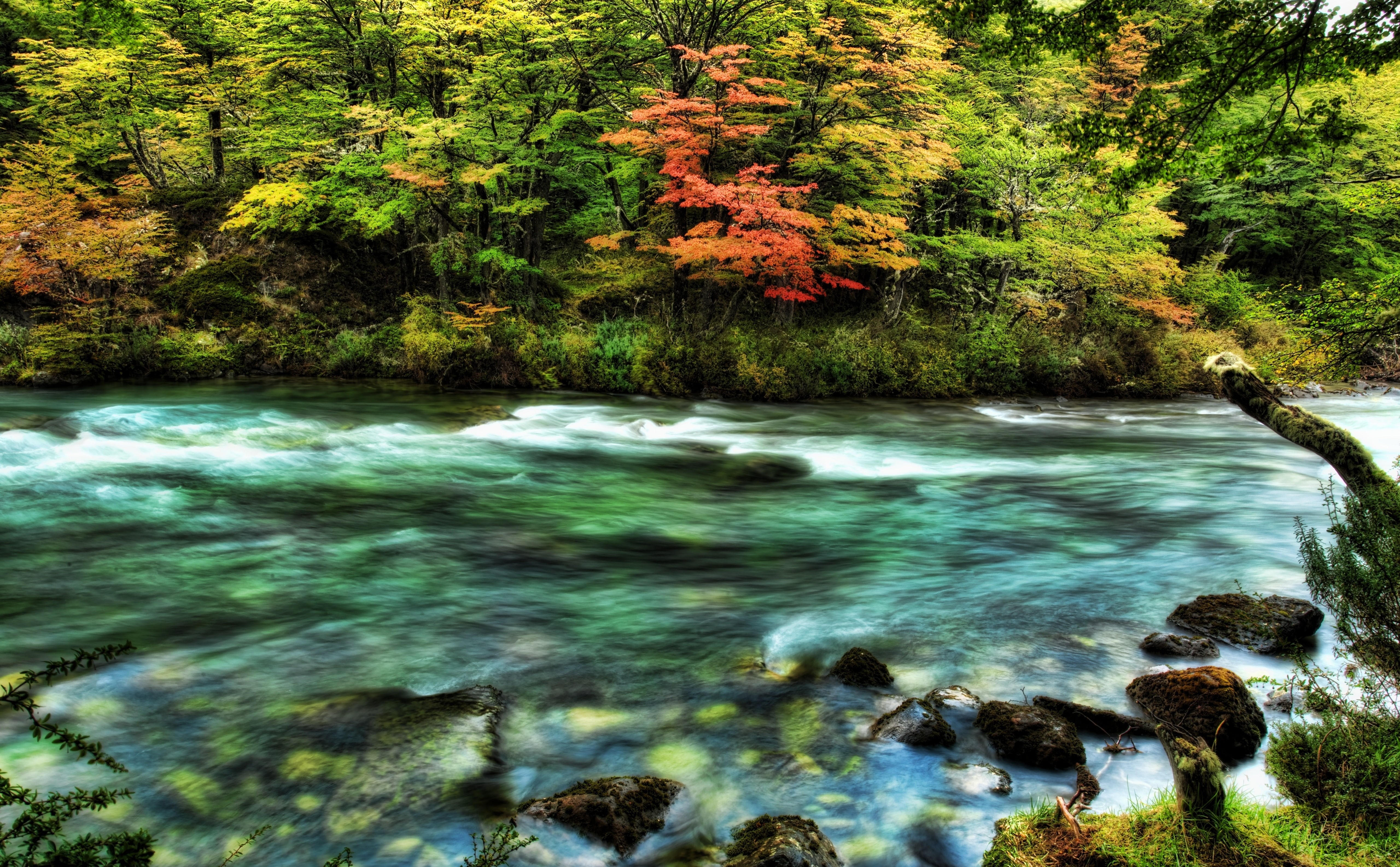 riverbank, tranquility, Waves, passed, no people, Forest, blurred motion, Journey, Trip, Scenery, Nice, Season, Chile, Rich, 5K, Lake, growth, Landscape, HD Wallpaper