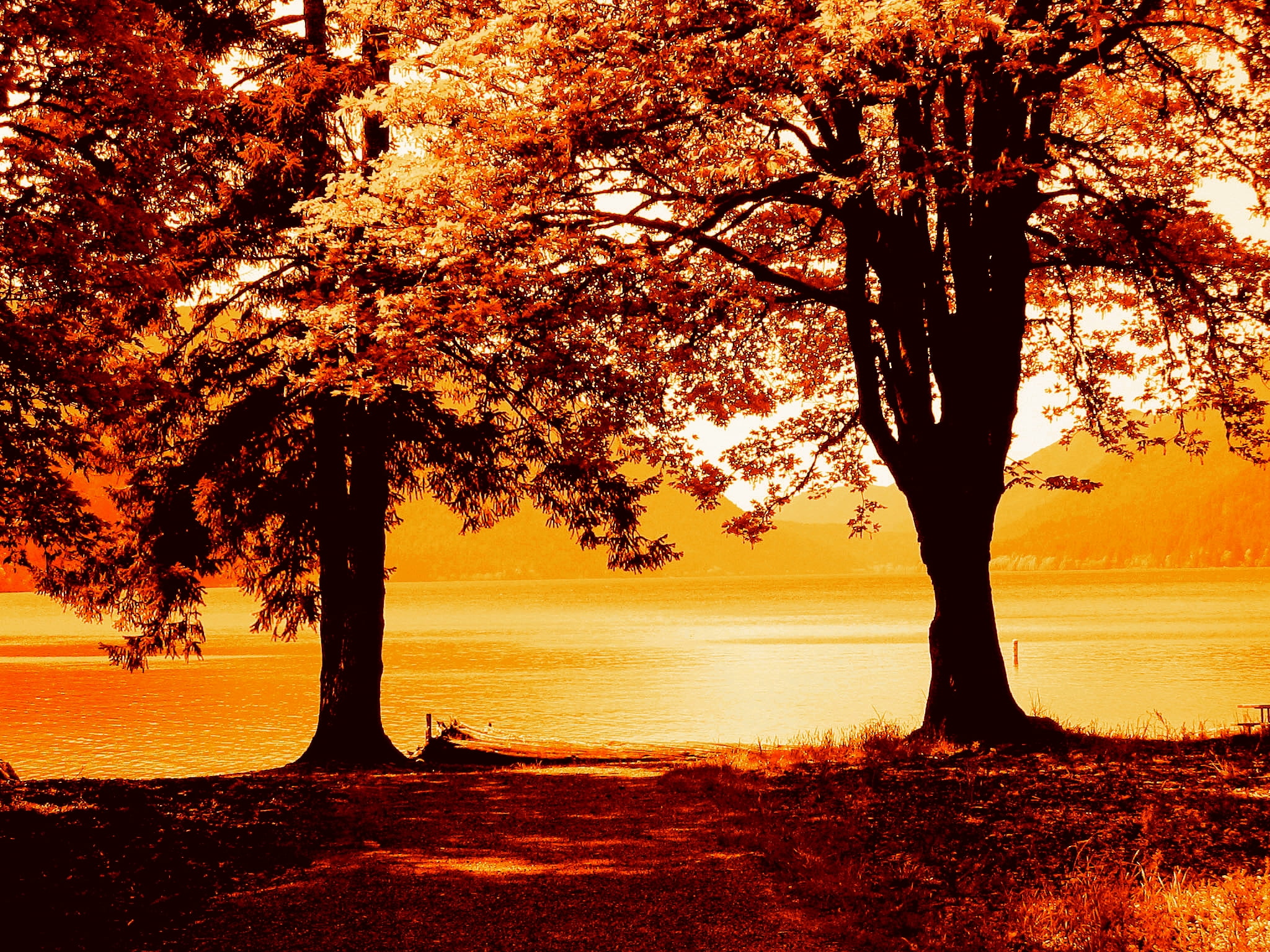 scenics, nature, 1080P, tree, yellow, Two Trees, water, sunset, autumn, body of water, orange Color, trees, painting, lake, near, leaf, outdoors, body, HD Wallpaper