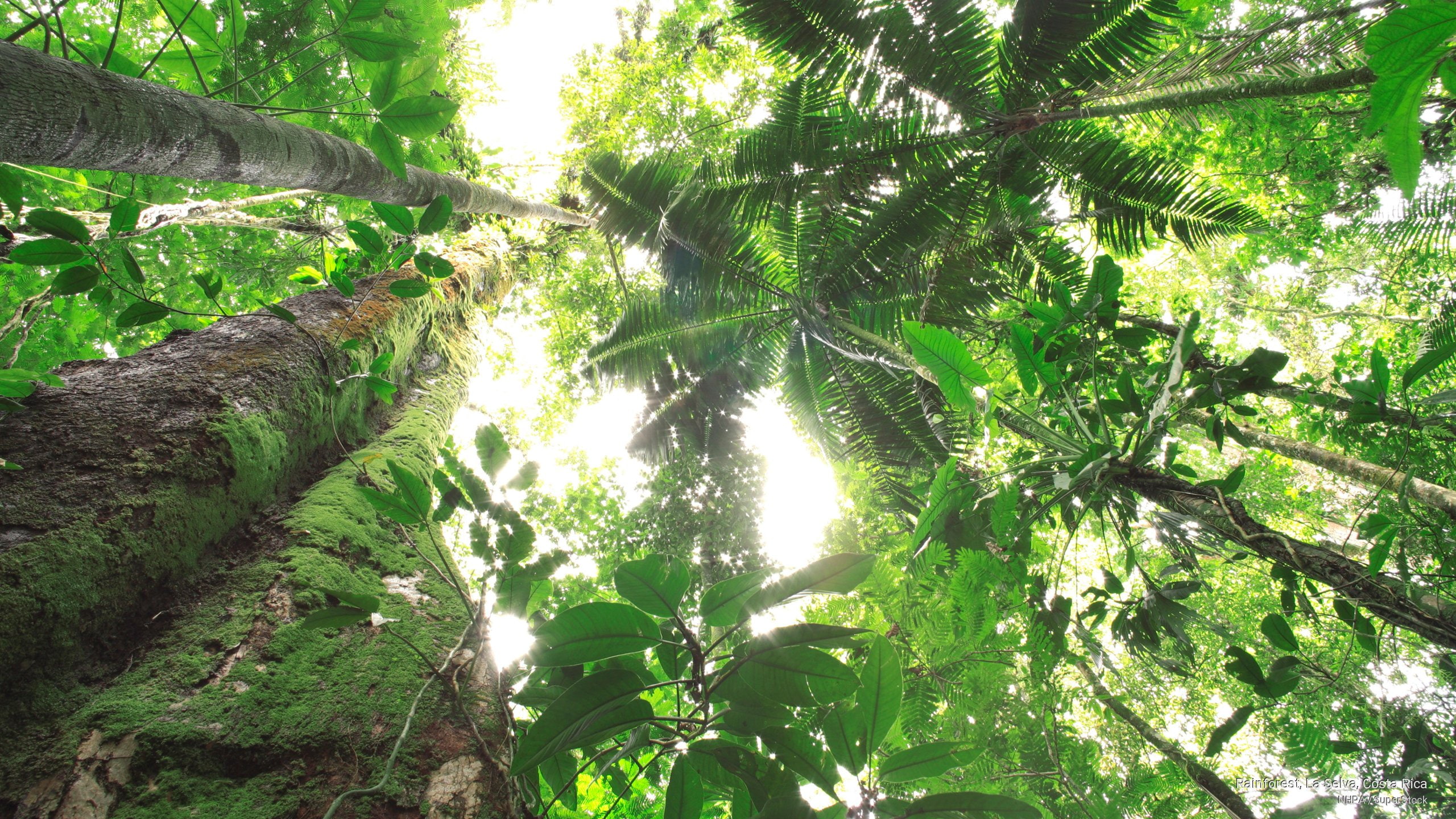 2K, costa, la, rica, selva, rainforest, Nature, HD Wallpaper
