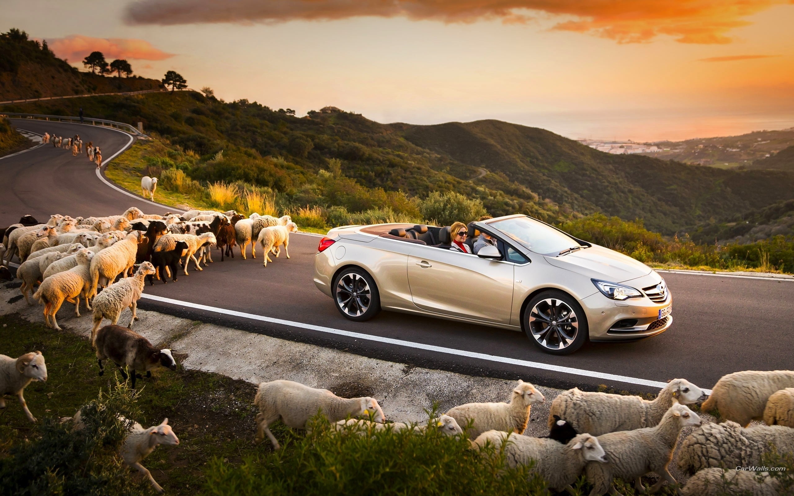 Sunset, sky, herd, nature, no people, Opel cascada, pets, transportation, landscape, mammal, animal, livestock, Road, car, domestic animals, domestic, Cars, HD Wallpaper