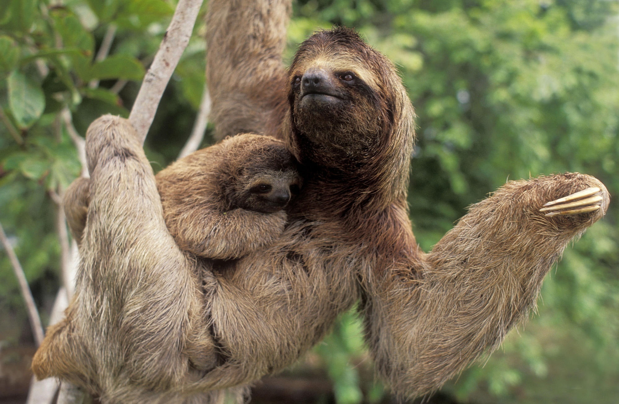 brown, animal wildlife, tree, With, animal family, Baby, Three, group of animals, sloths, Sloth, Wild, two animals, no people, plant, vertebrate, young animal, HD Wallpaper
