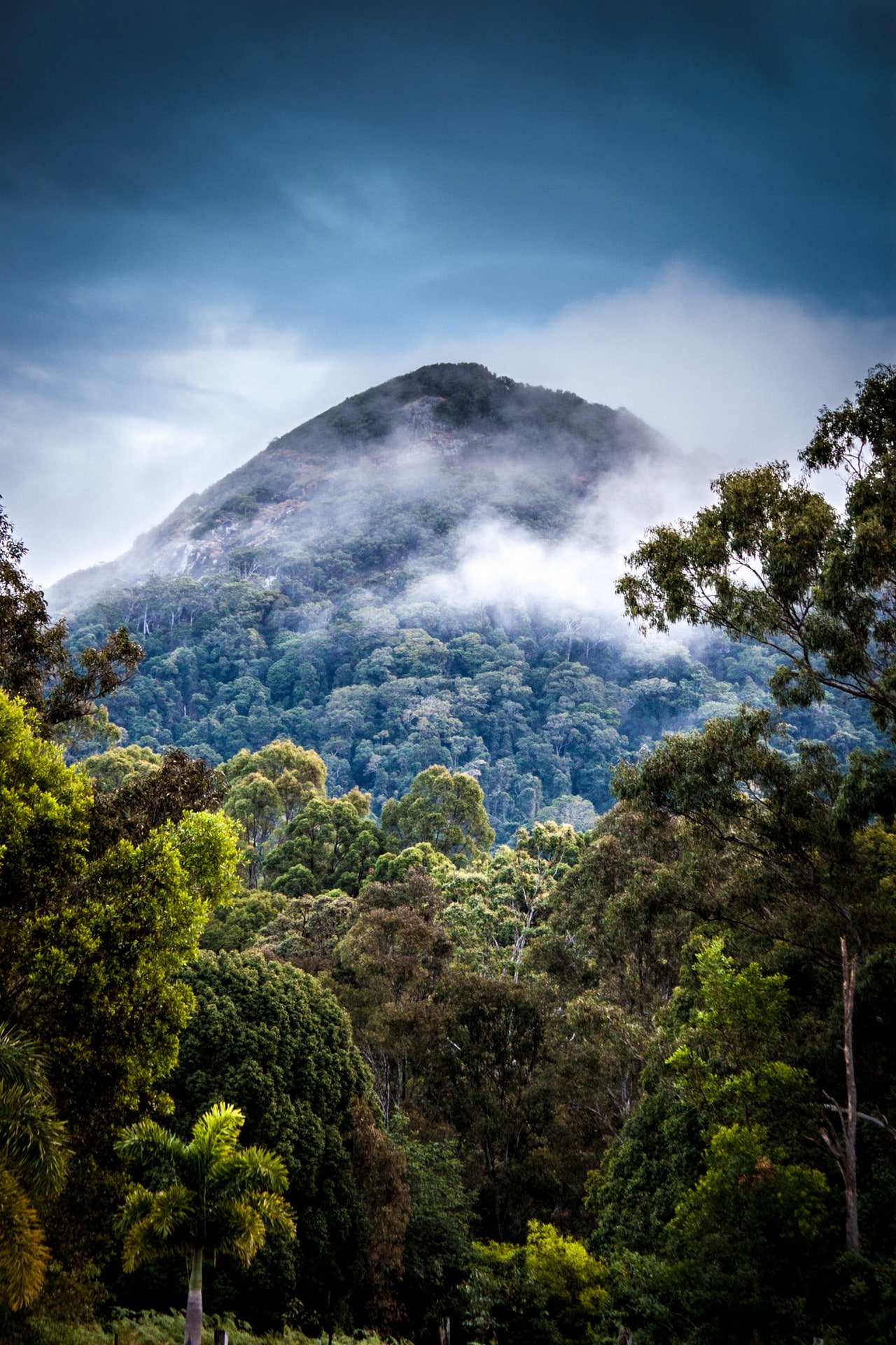 forest, 1080P, mist, portrait display, rainforest, nature, tropical, photography, landscape, clouds, trees, mountains, Phone HD Wallpaper