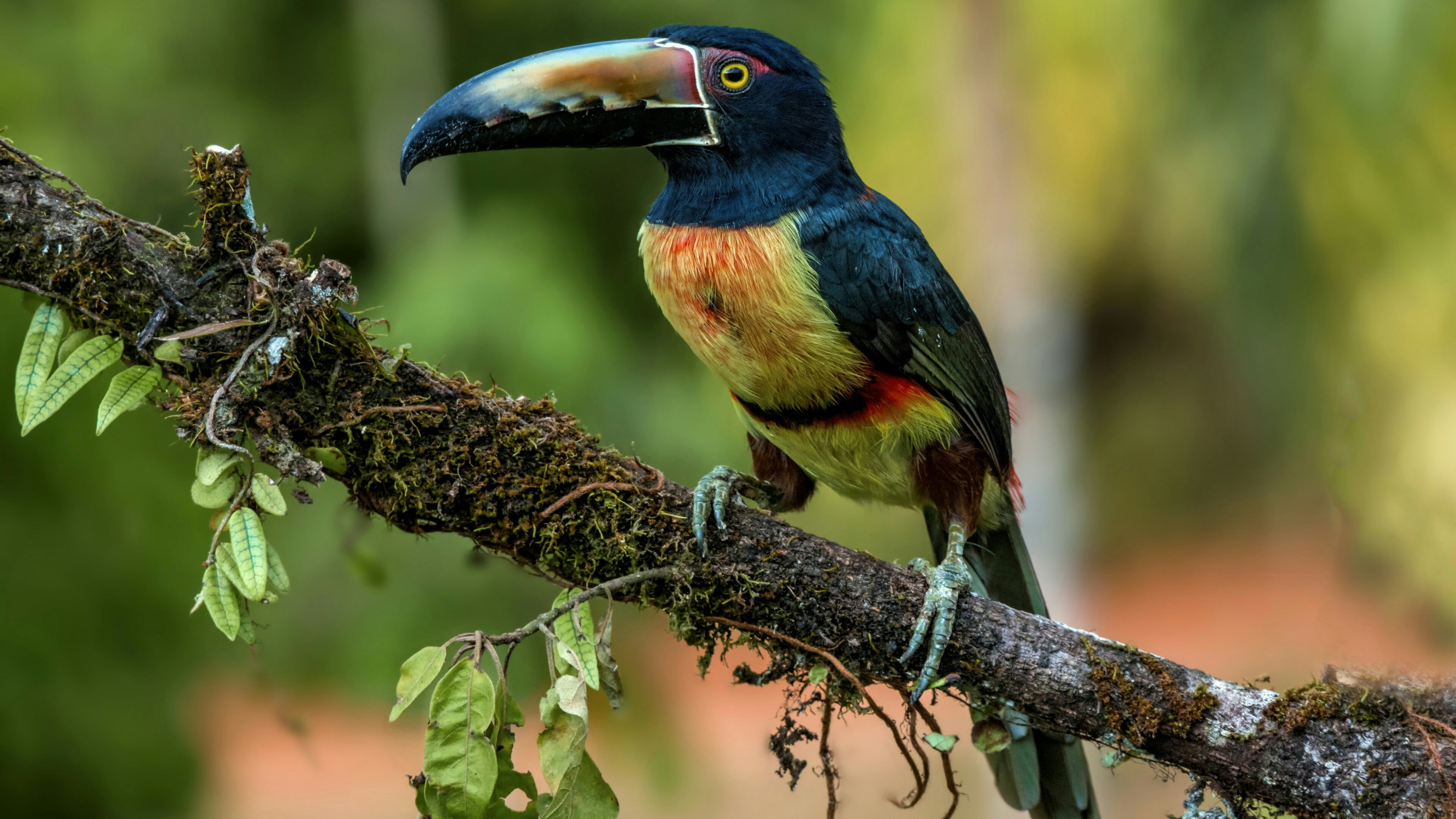 nature, toucan, outdoors, animals in the wild, bird, no people, animal, close-up, 4K, kingfisher, mossy, day, wildlife, focus on foreground, rainforest, HD Wallpaper