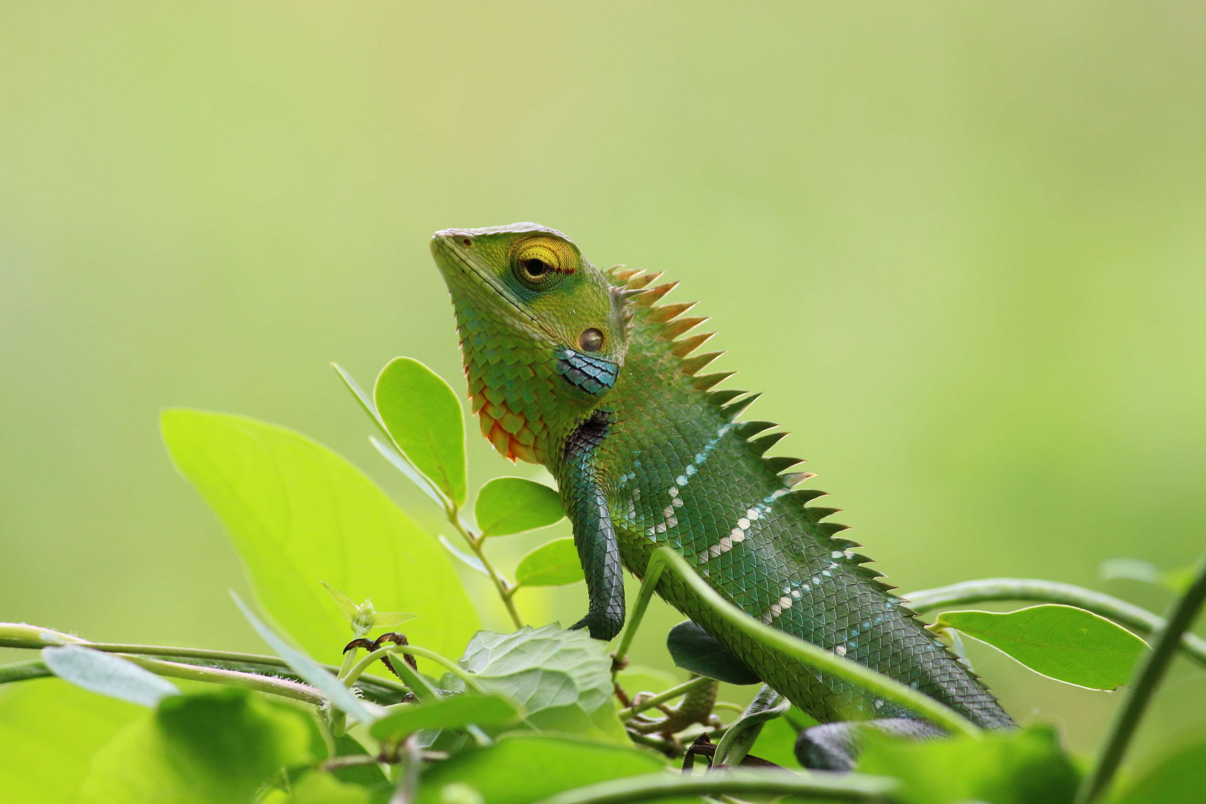 lizard, selective focus, leaf, 4K, tropical, one animal, close-up, animal, outdoors, animal body part, green color, no people, nature, looking, animal wildlife, HD Wallpaper
