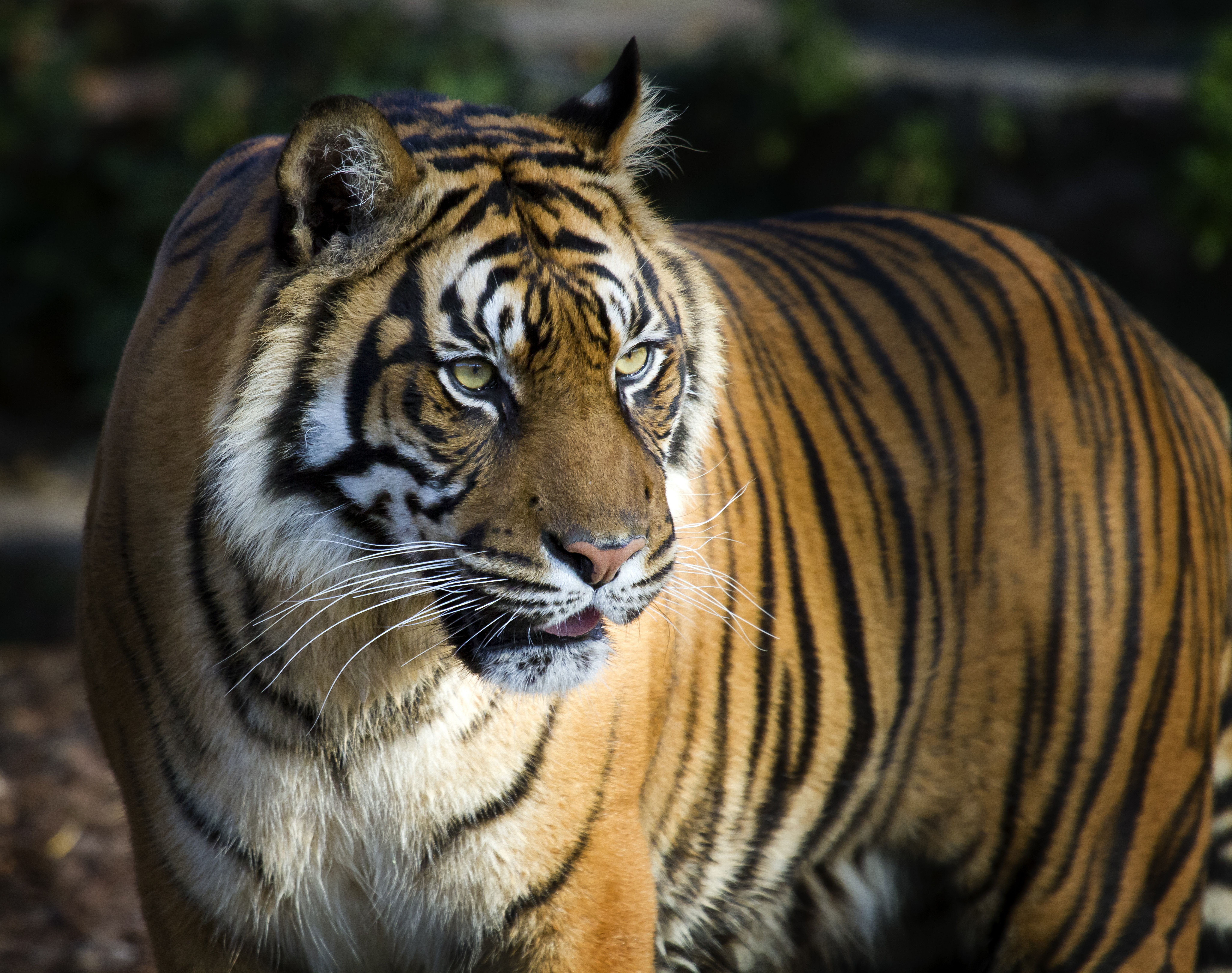one animal, Bengal Tiger, mammal, animals in the wild, animal head, Big Tiger, animal body part, day, vertebrate, focus on foreground, animal wildlife, HD Wallpaper