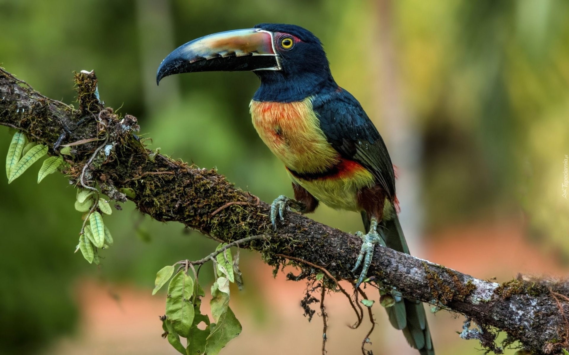 outdoors, focus on foreground, profile view, 1080P, animal themes, vertebrate, animals in the wild, perching, branch, plant, nature, one animal, day, beak, HD Wallpaper