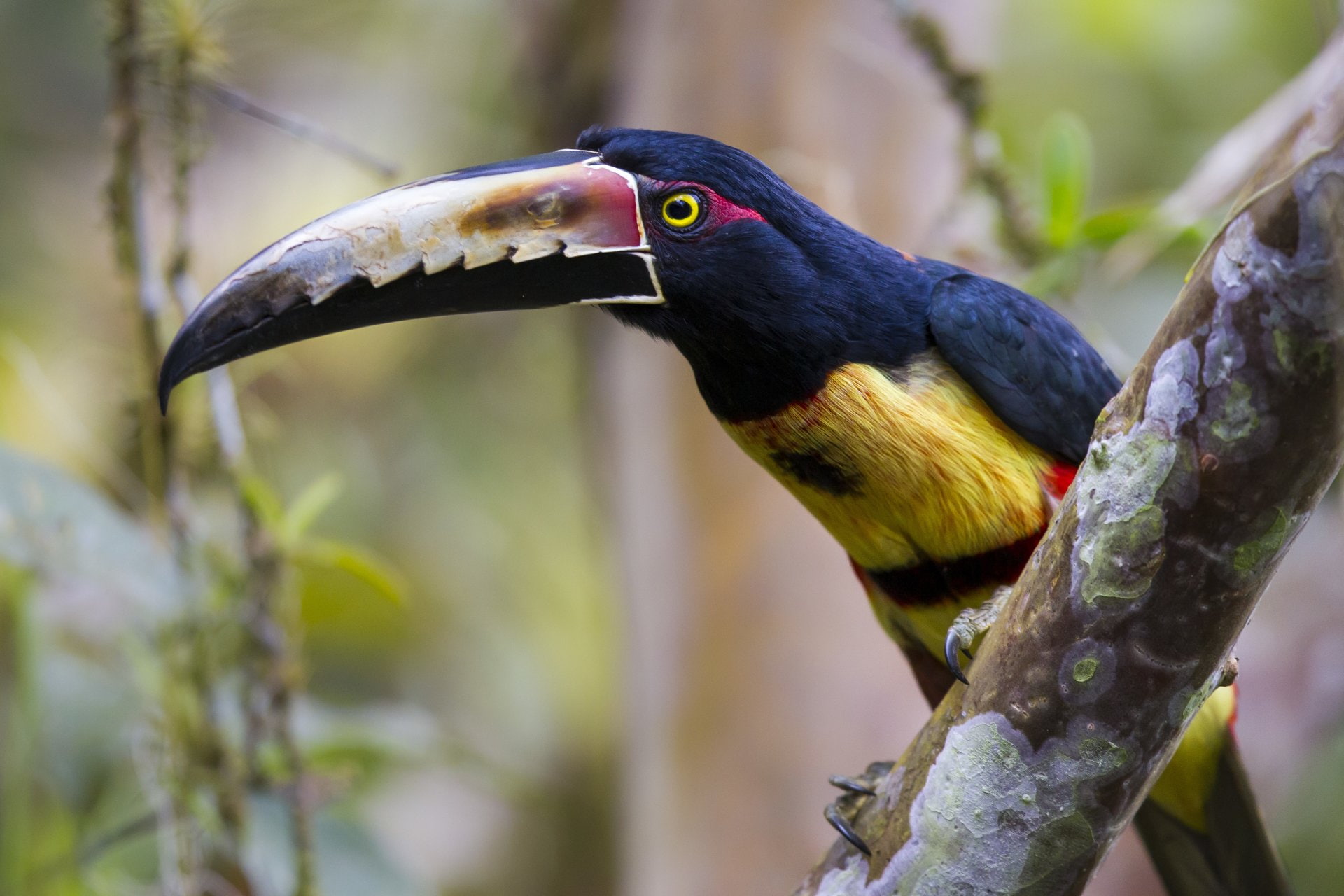 Costa Rica, Aracari, Bokeh, Birds, 1080P, Beak, Toucan, Wildlife, Collared Aracari, HD Wallpaper