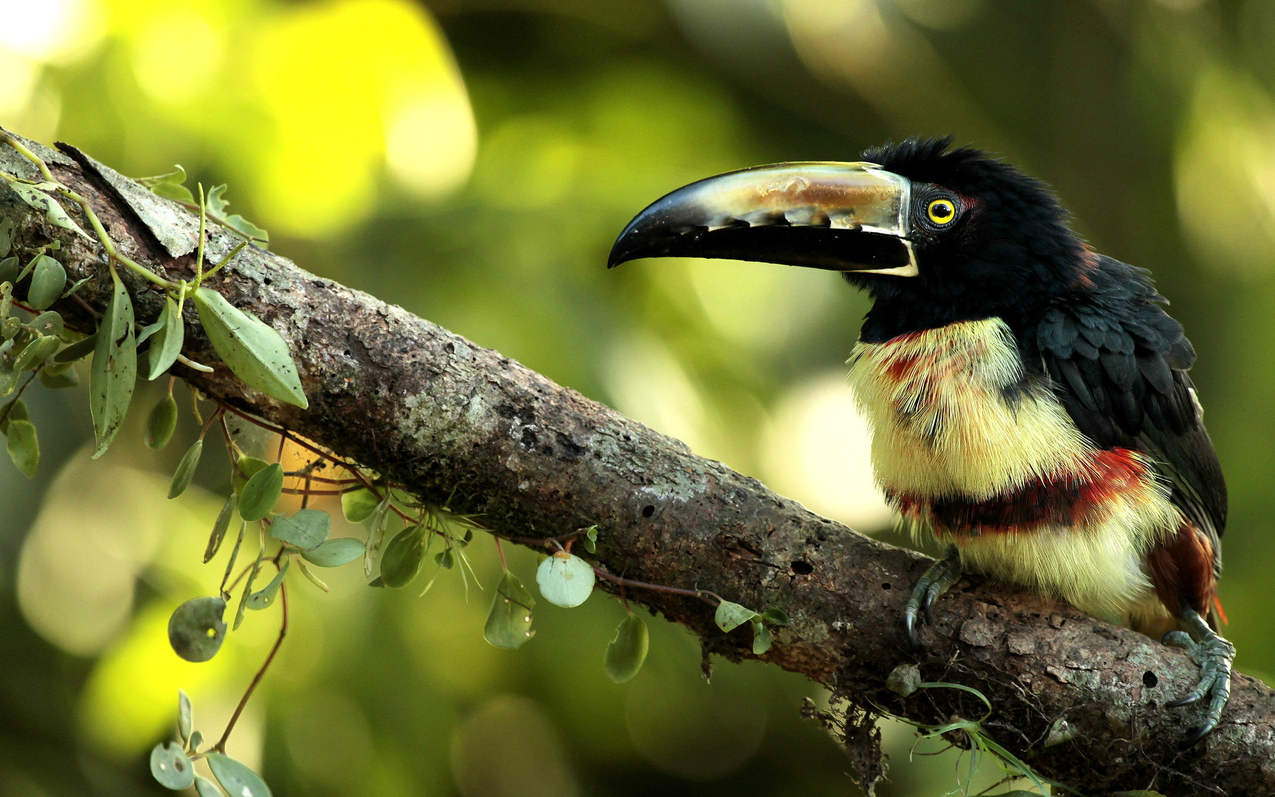 leaves, collared, aracari, 2K, branch, HD Wallpaper