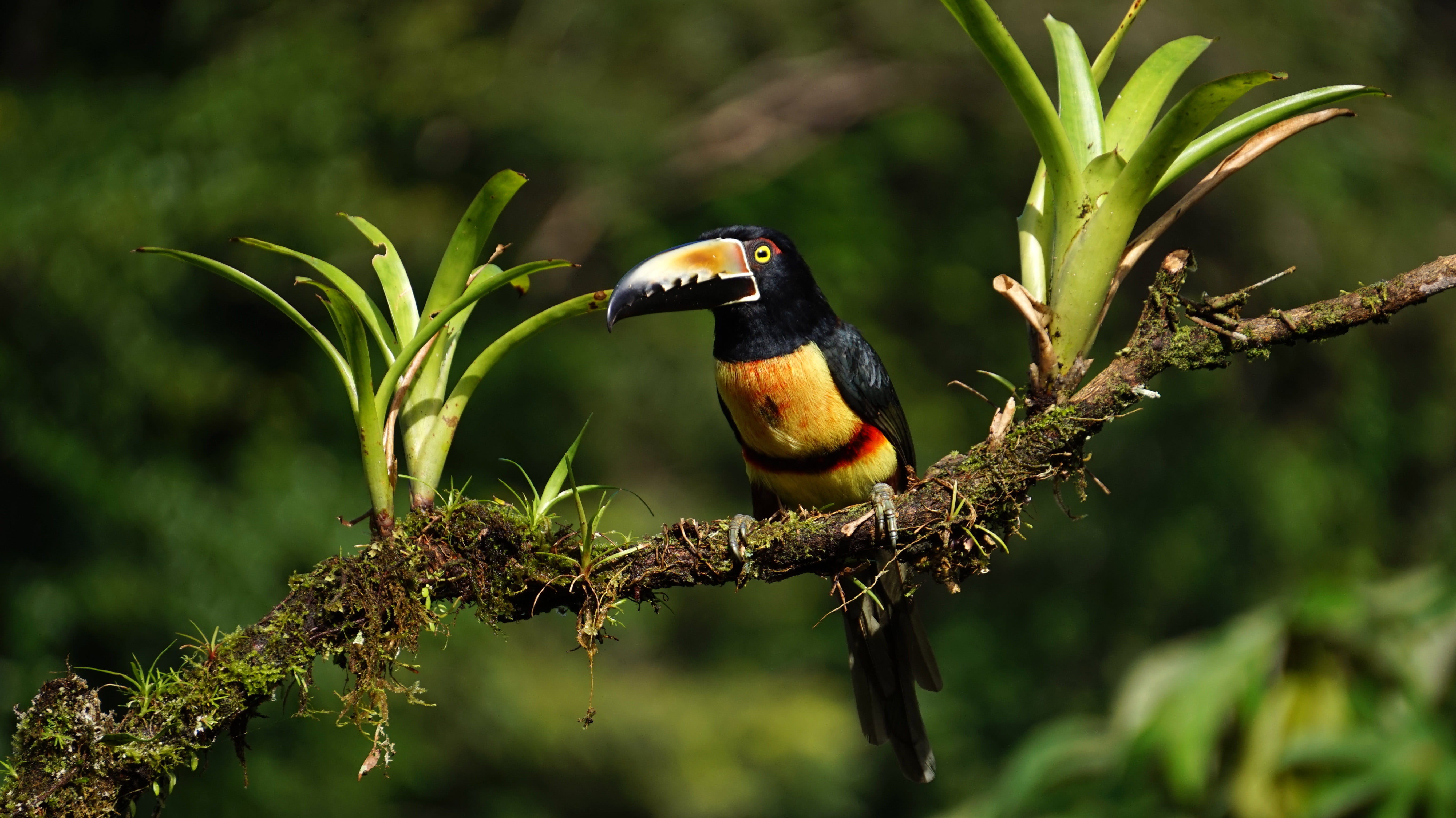 Collared Aracari, color Image, branch, animal wildlife, animals In The Wild, pteroglossus, Toucan, avian, kingfisher, vertebrate, plant, focus on foreground, HD Wallpaper