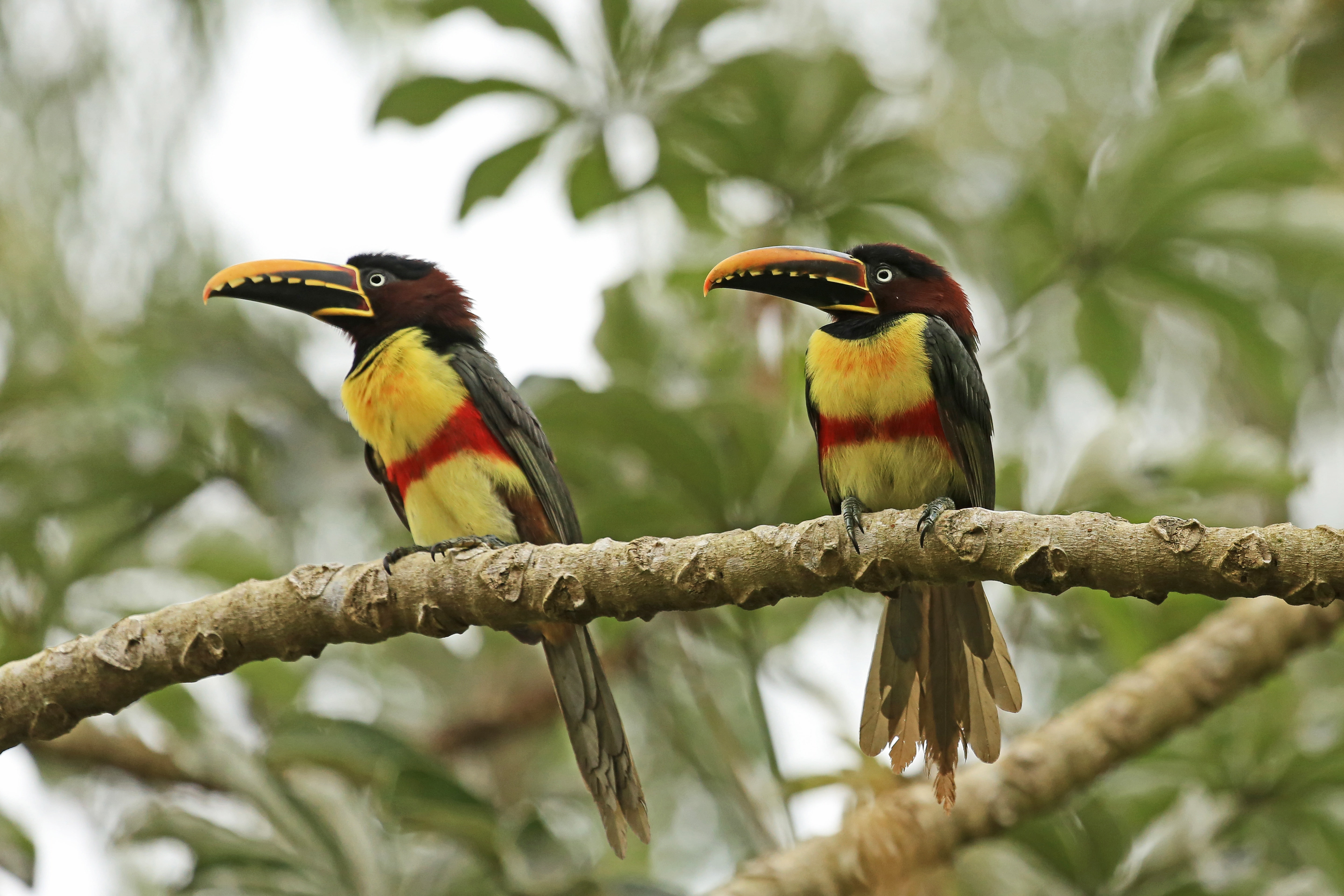chestnut-eared Aracari, 5K, birds, couple, forest, HD Wallpaper
