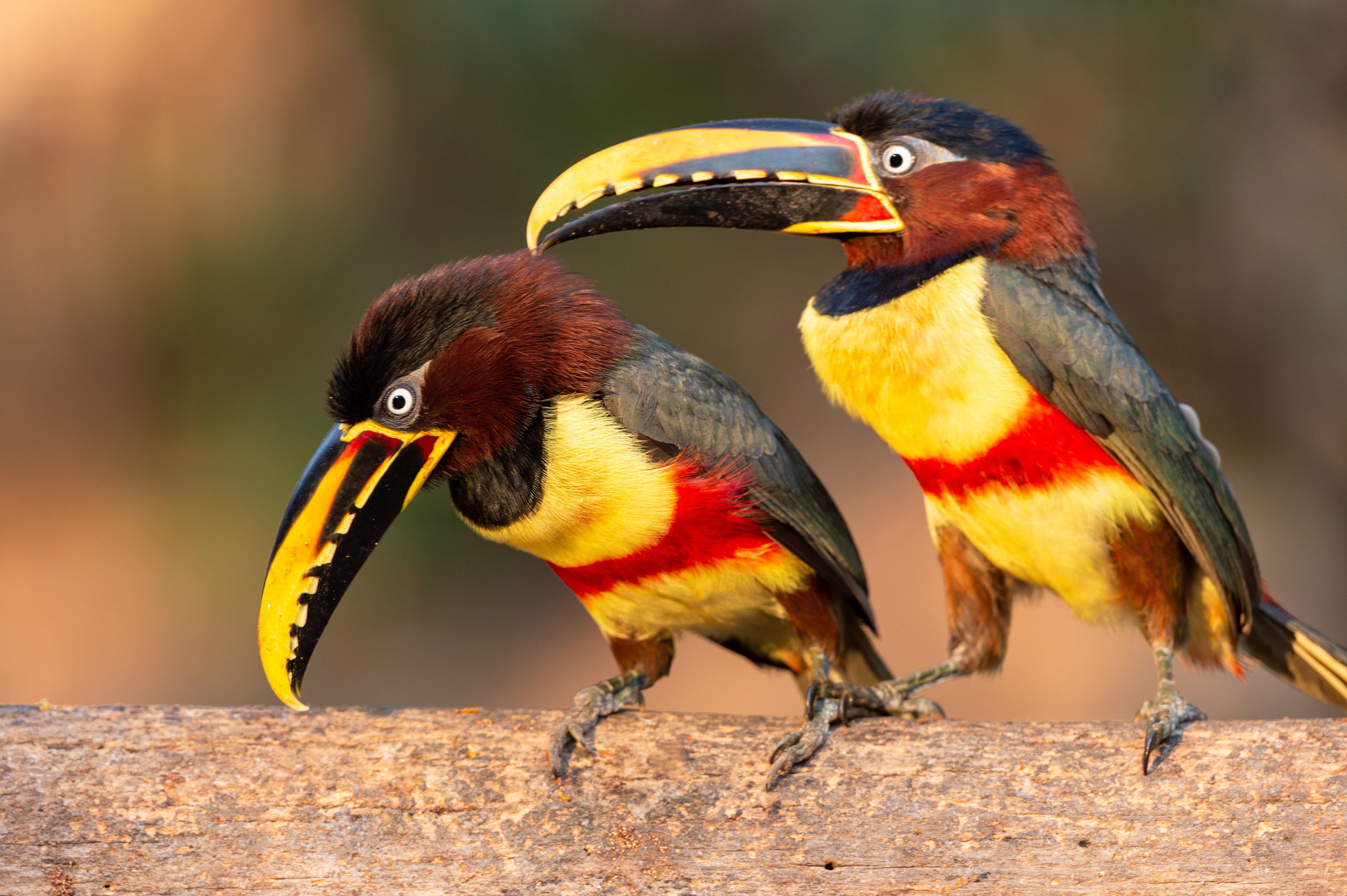 Borouge aracari, bokeh, 4K, a couple, background, log, toucans, birds, HD Wallpaper