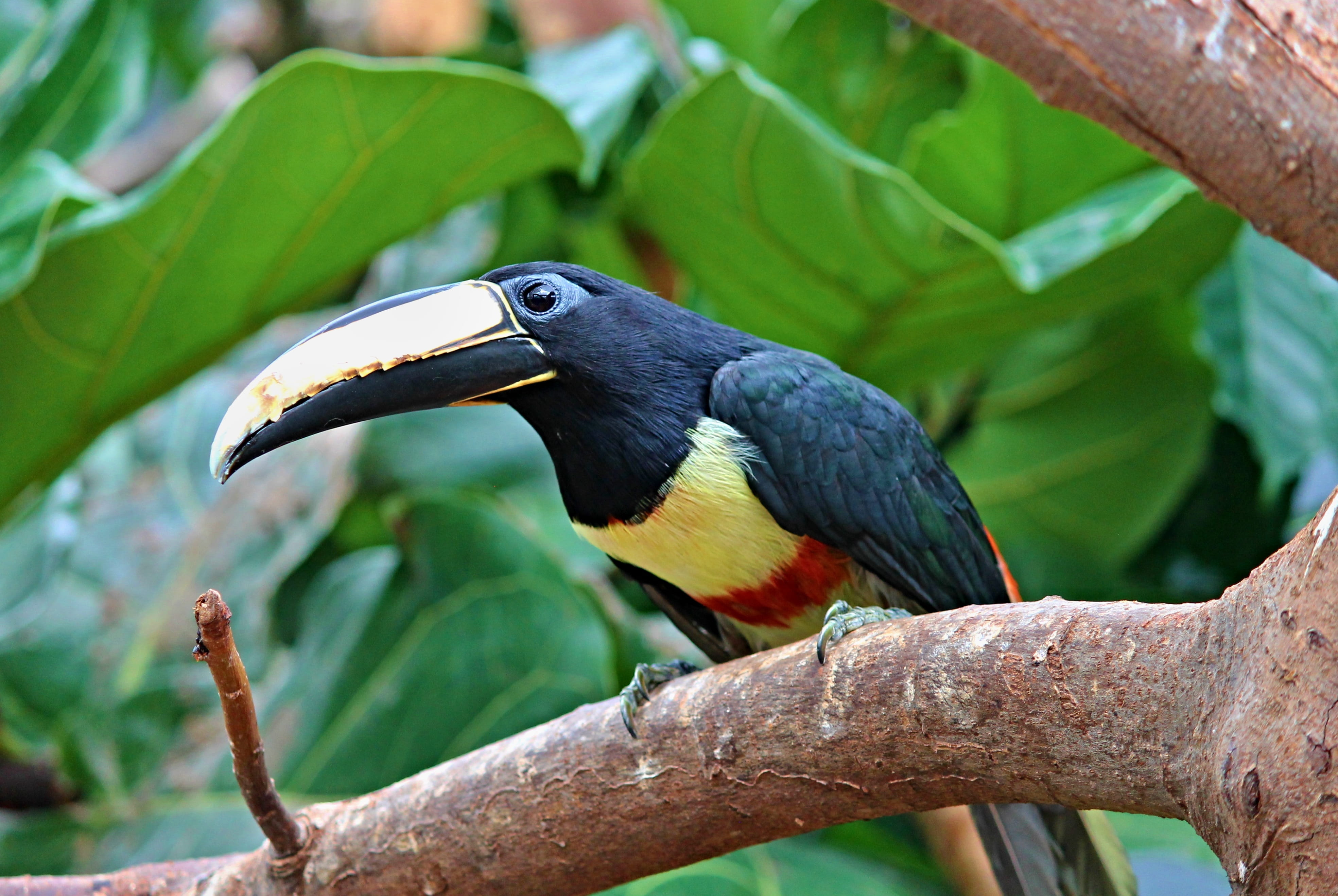 rainforest, nature, plumage, bird park, exotic, no people, pteroglossus aracari, one animal, focus on foreground, branch, feather, Sari, plant part, color, HD Wallpaper
