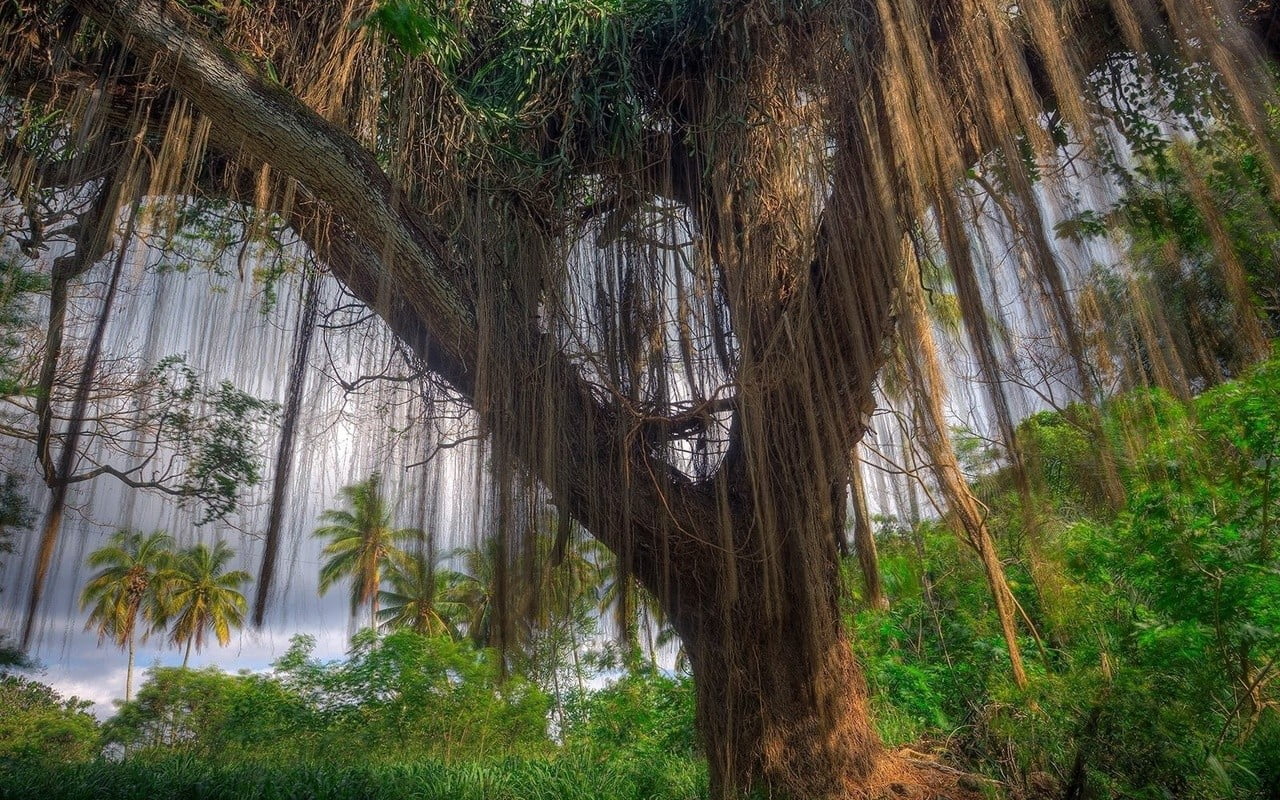 tranquil scene, trunk, environment, woodland, tree, leafed, green, nature, trees, tree trunk, tropical forest, plants, lianas, 720P, scenics - nature, HD Wallpaper
