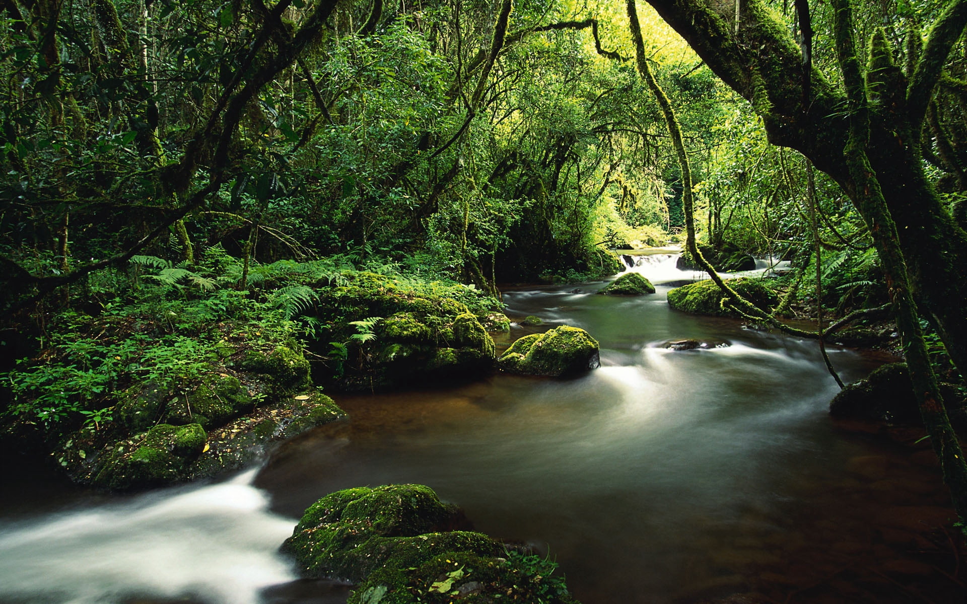 land, uncultivated, moss, 1080P, green Color, flowing, plant, scenics, nature, non-urban scene, idyllic, outdoors, tree, no people, lianas, beauty In Nature, HD Wallpaper