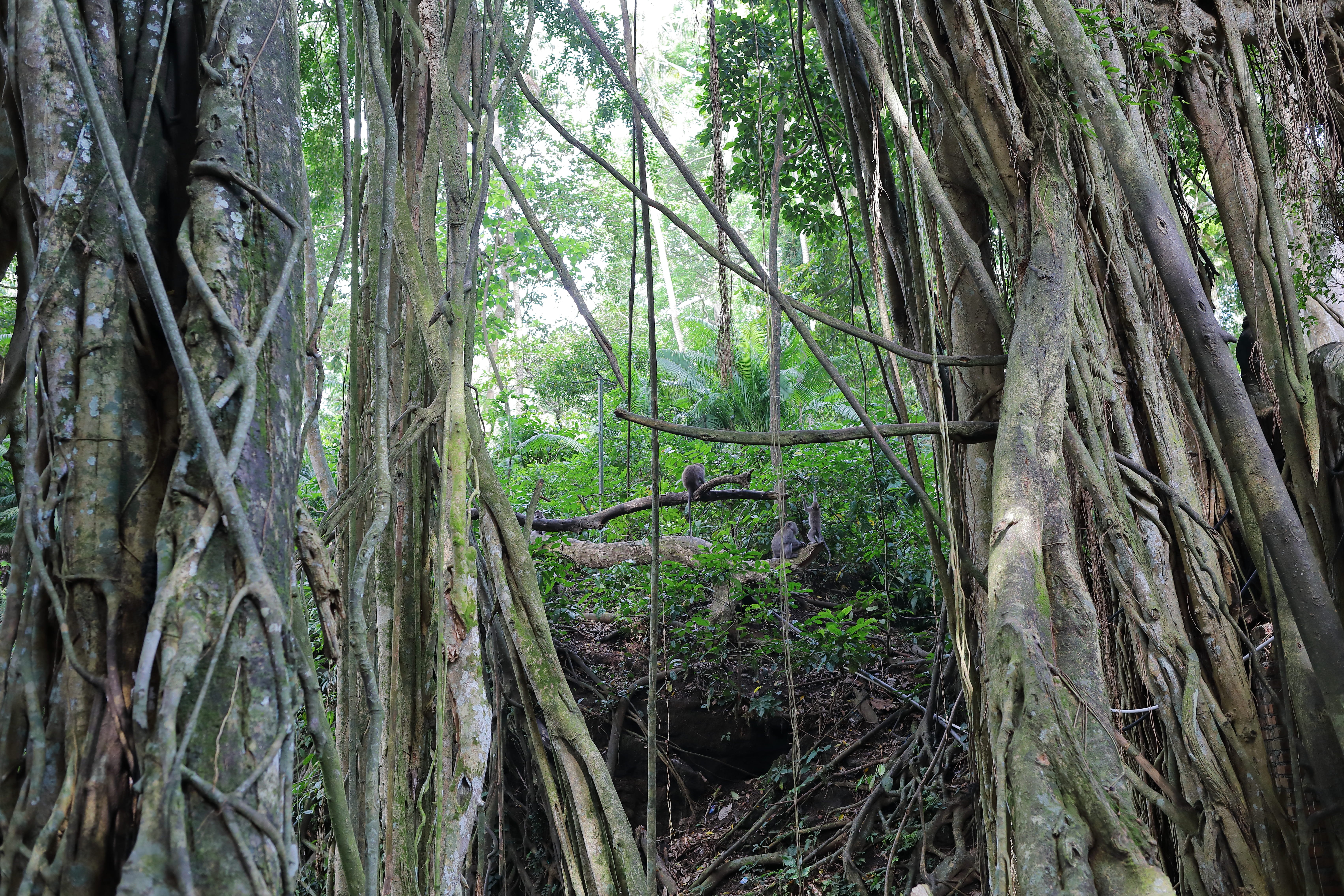tree, plant part, no people, lianas, tree trunk, nature, rainforest, day, trees, trunks, travel, bali, jungle, plant, wilderness, monkey, tranquility, green color, HD Wallpaper