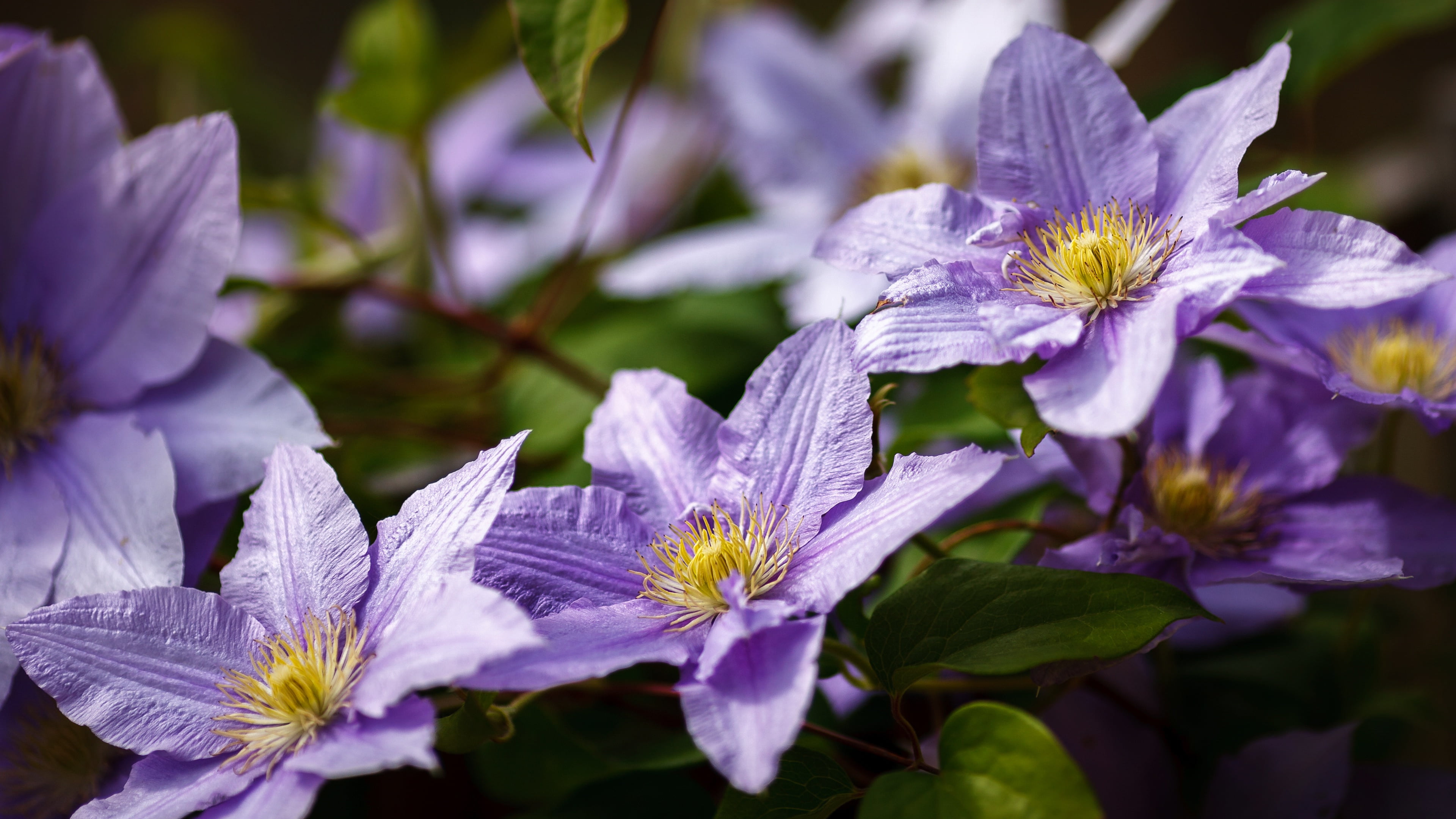 bokeh, lilac, Liana, clematis, 4K, garden, flowers, HD Wallpaper