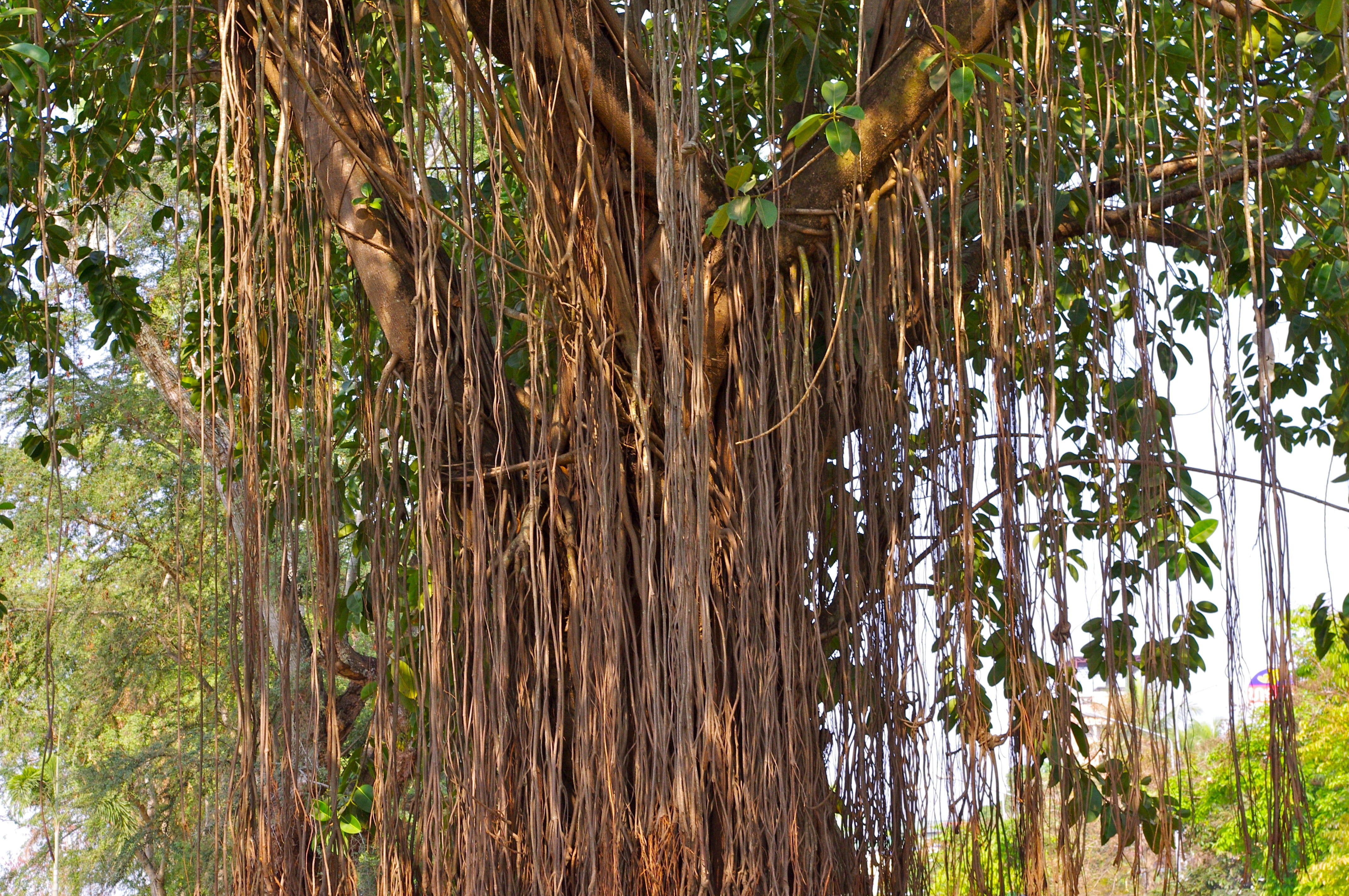 plant, bamboo - plant, nature, tree, lake, growth, land, water, tree trunk, green color, mekong river, no people, tropical climate, 4K, asia, tree giant, HD Wallpaper