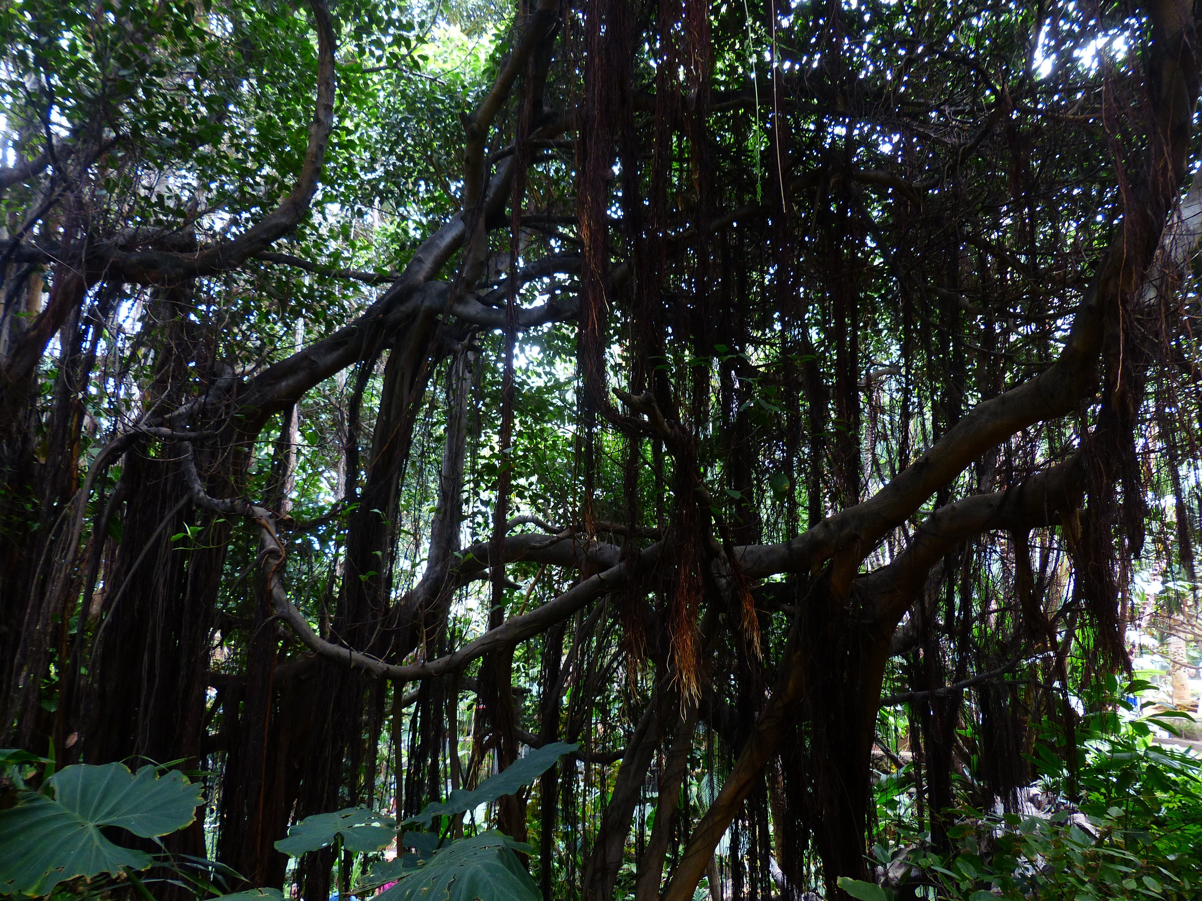 tree canopy, Trees, branch, woodland, tranquility, Tropical, tree, land, tree trunk, trunk, plant, scenics - nature, outdoors, tranquil scene, nature, no people, HD Wallpaper