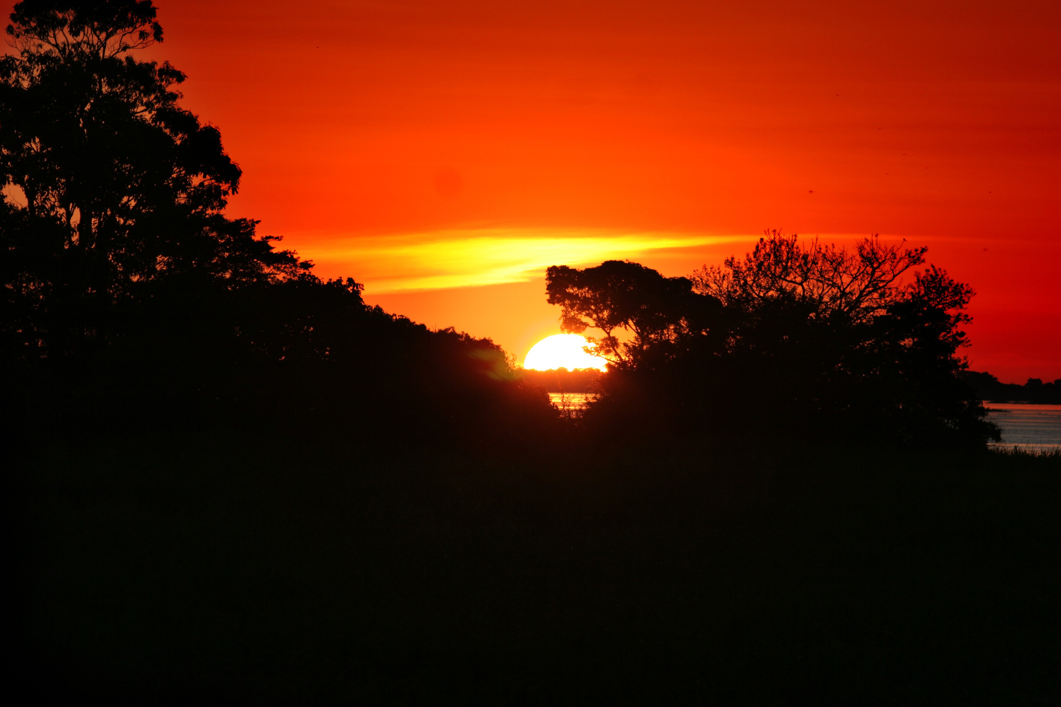 sun, sunset, orange color, silhouette, nature, amazonia, tree, non-urban scene, idyllic, amazon river, outdoors, tranquil scene, tranquility, copy space, HD Wallpaper