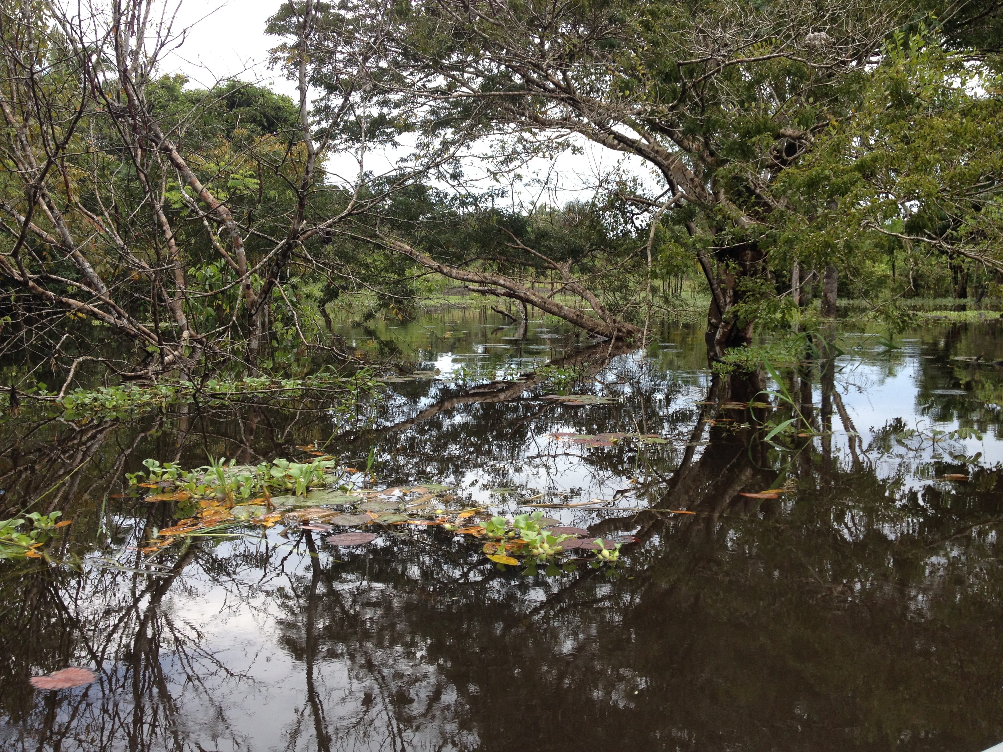 lake, reflection, forest, non-urban scene, outdoors, branch, 2K, growth, tranquility, day, scenics - nature, river, waterfront, Nature, flowing water, HD Wallpaper
