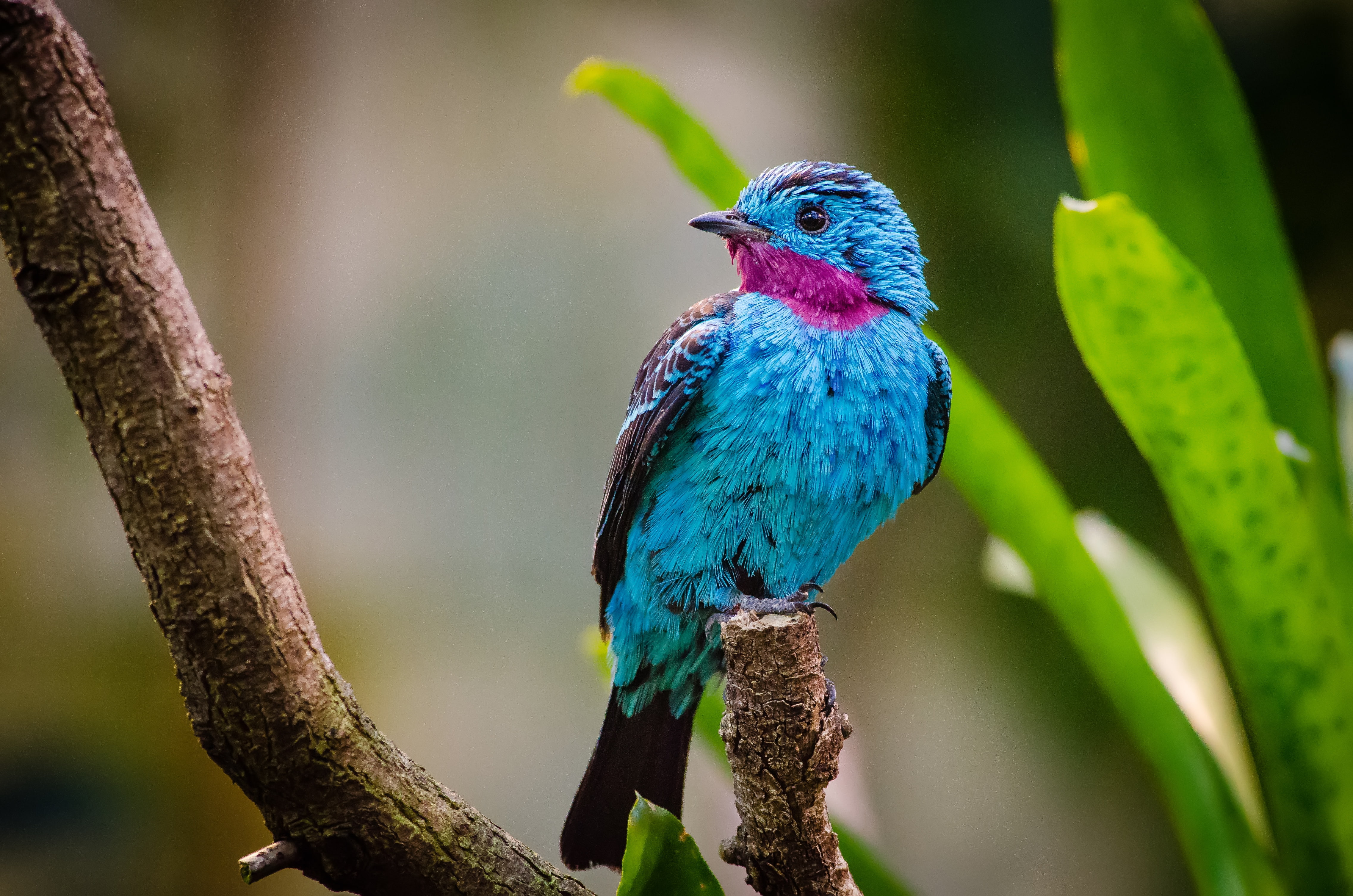 4K, Amazon Rainforest, 4K, Spangled cotinga, HD Wallpaper