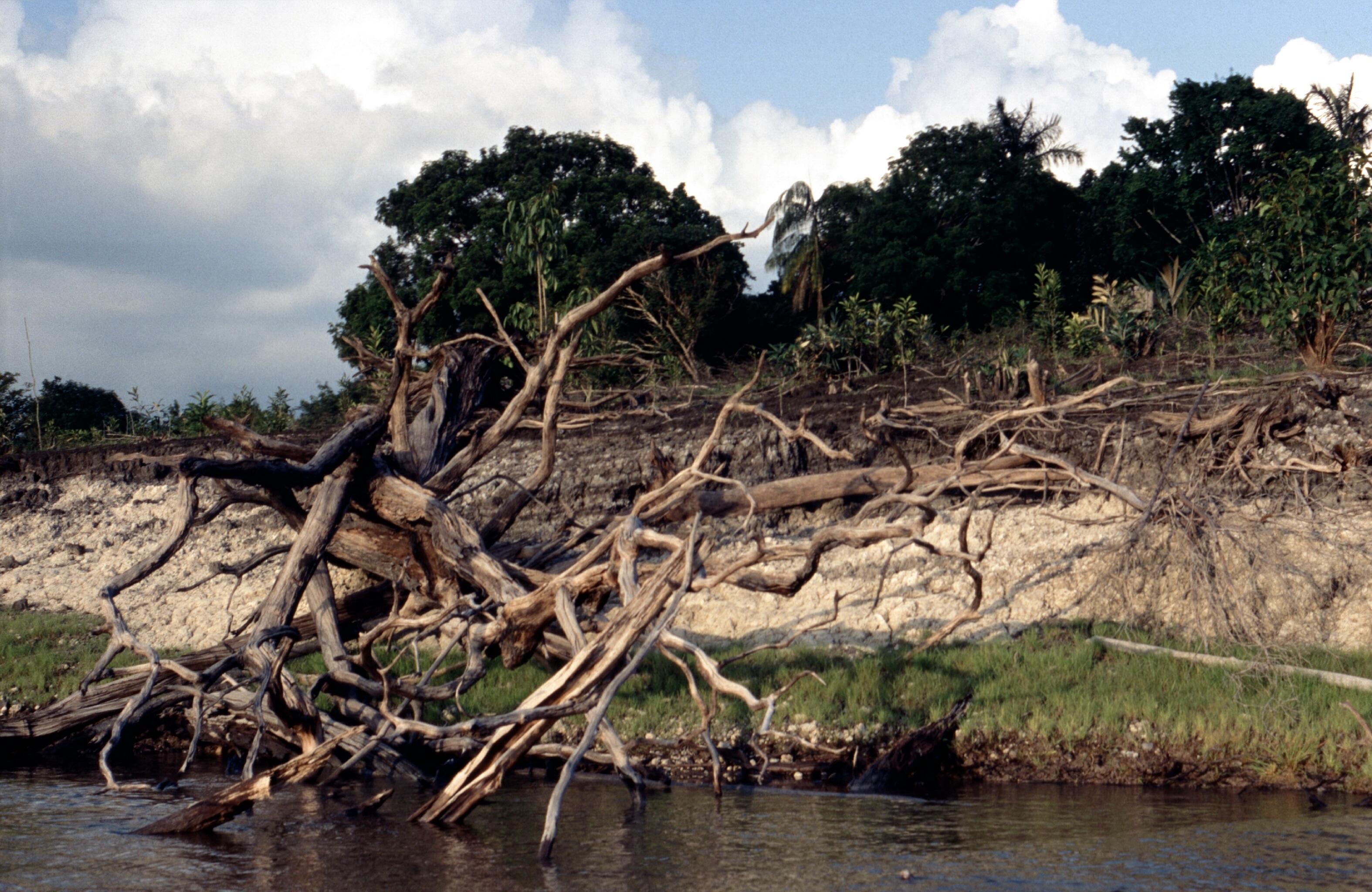 aesthetic, tropics, summer, cloud - sky, beauty in nature, tranquility, lake, scenics - nature, dead plant, landscape, forest, driftwood, nature, water, HD Wallpaper
