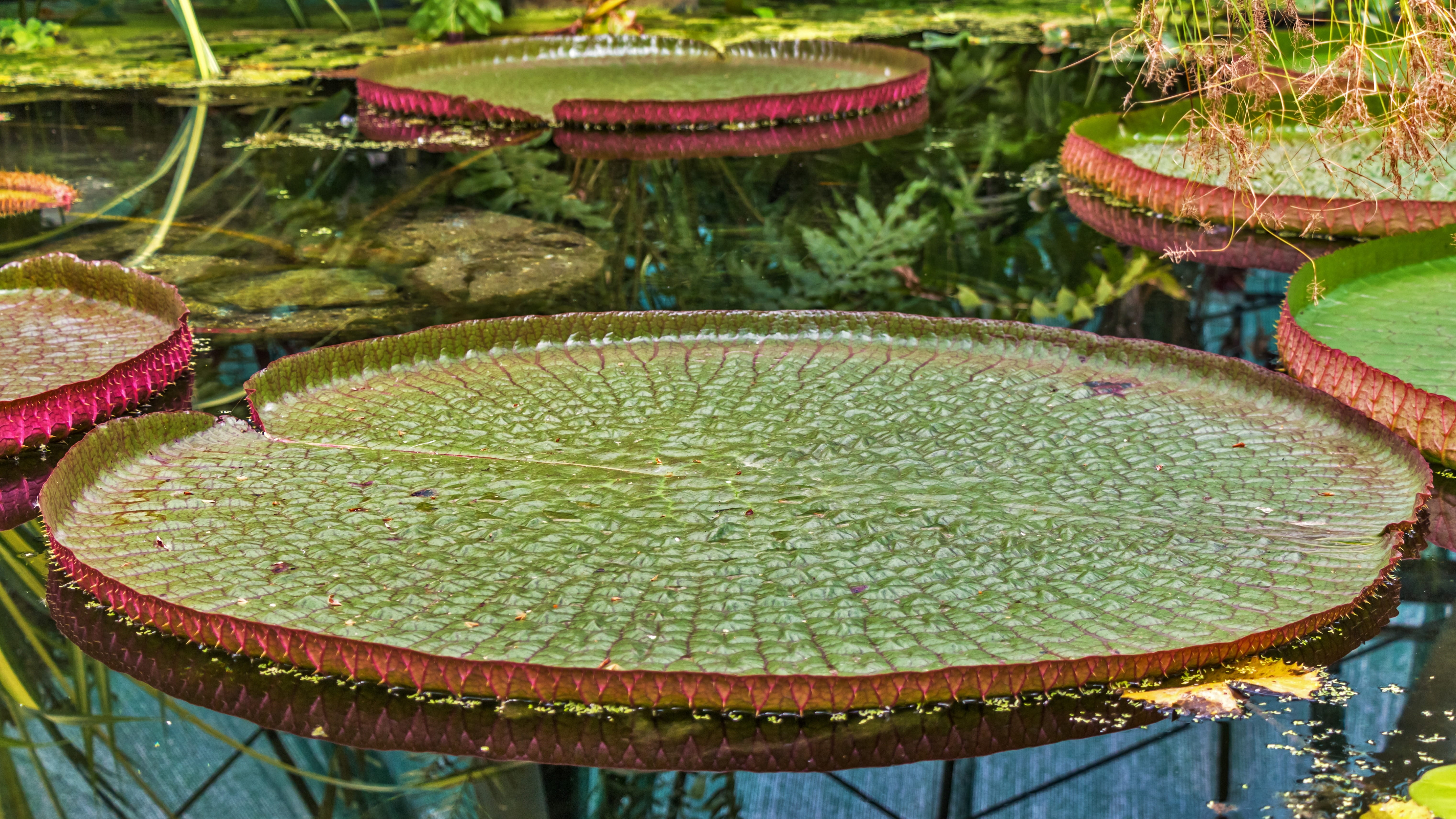 floating on water, freshness, outdoors, green color, lotus water lily, beauty in nature, lily, plant, pod, water, plant part, swim, pond, growth, green, HD Wallpaper