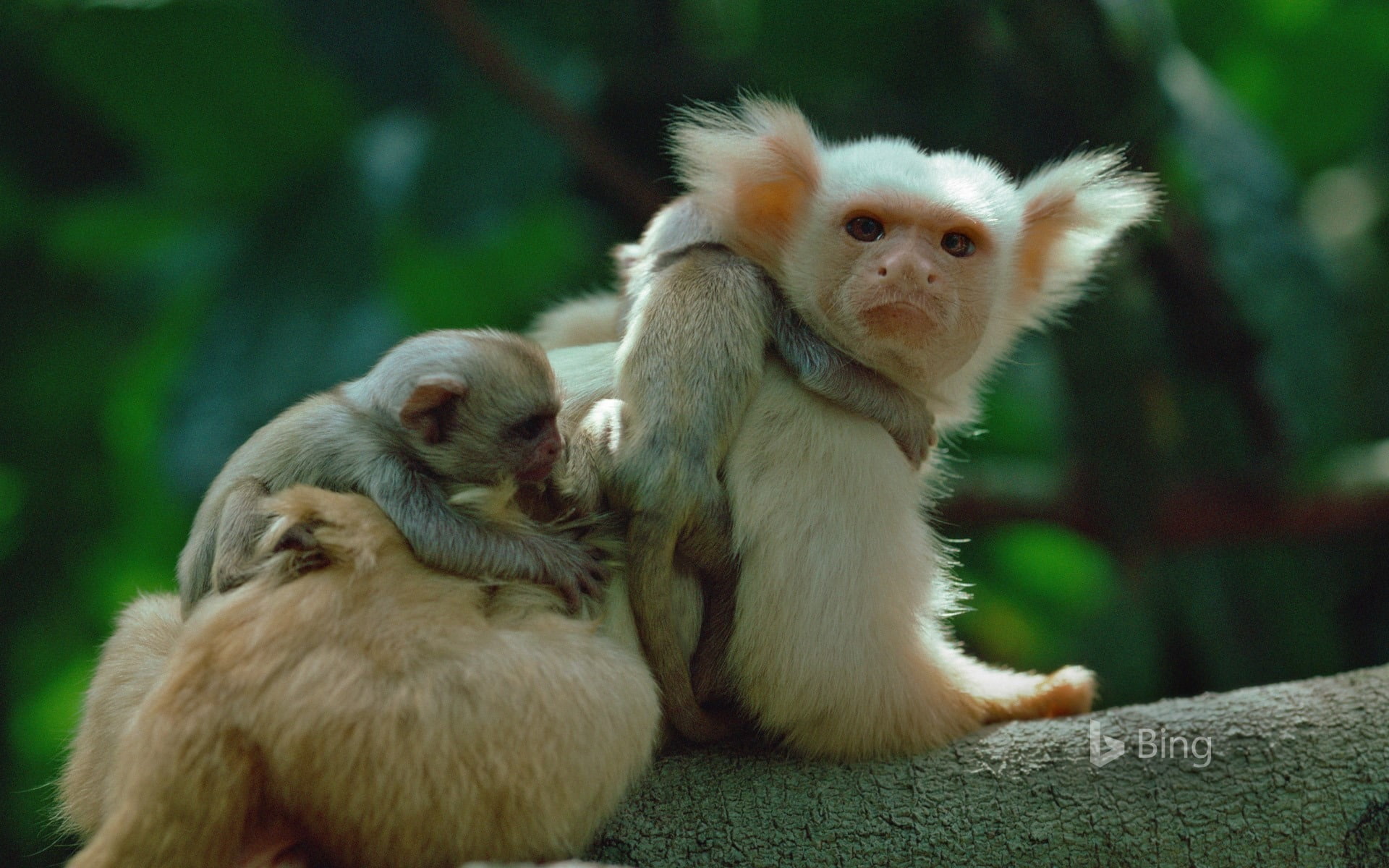 no people, mammal, animal wildlife, rainforest, focus on foreground, two animals, primate, group of animals, animals in the wild, togetherness, brazil, HD Wallpaper