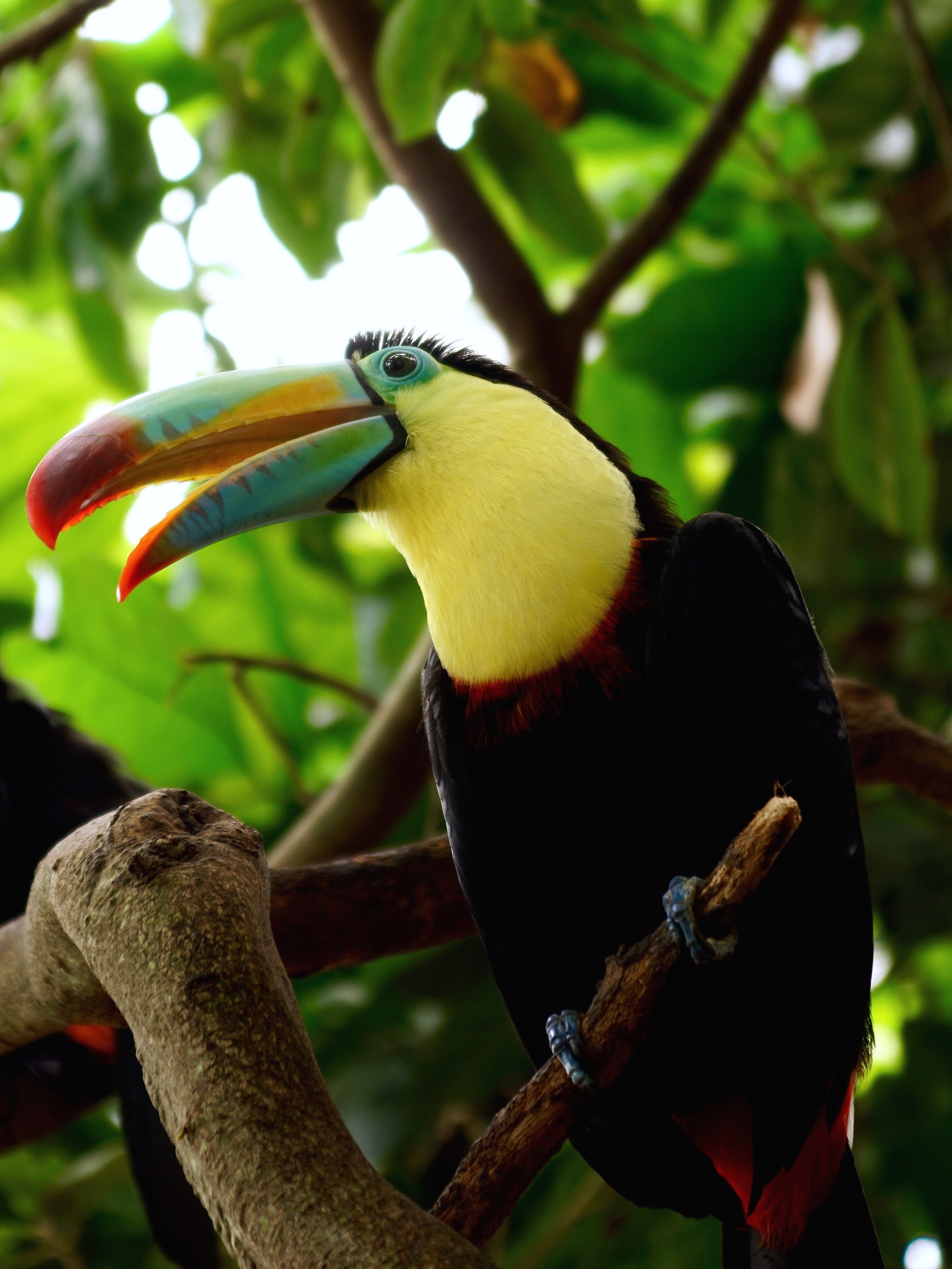 no people, playful, welcome, branch, Bird, plant, tropical bird, multi Colored, nature, poultry, tropics, focus on foreground, animal, day, Tropical, 4K, Phone HD Wallpaper