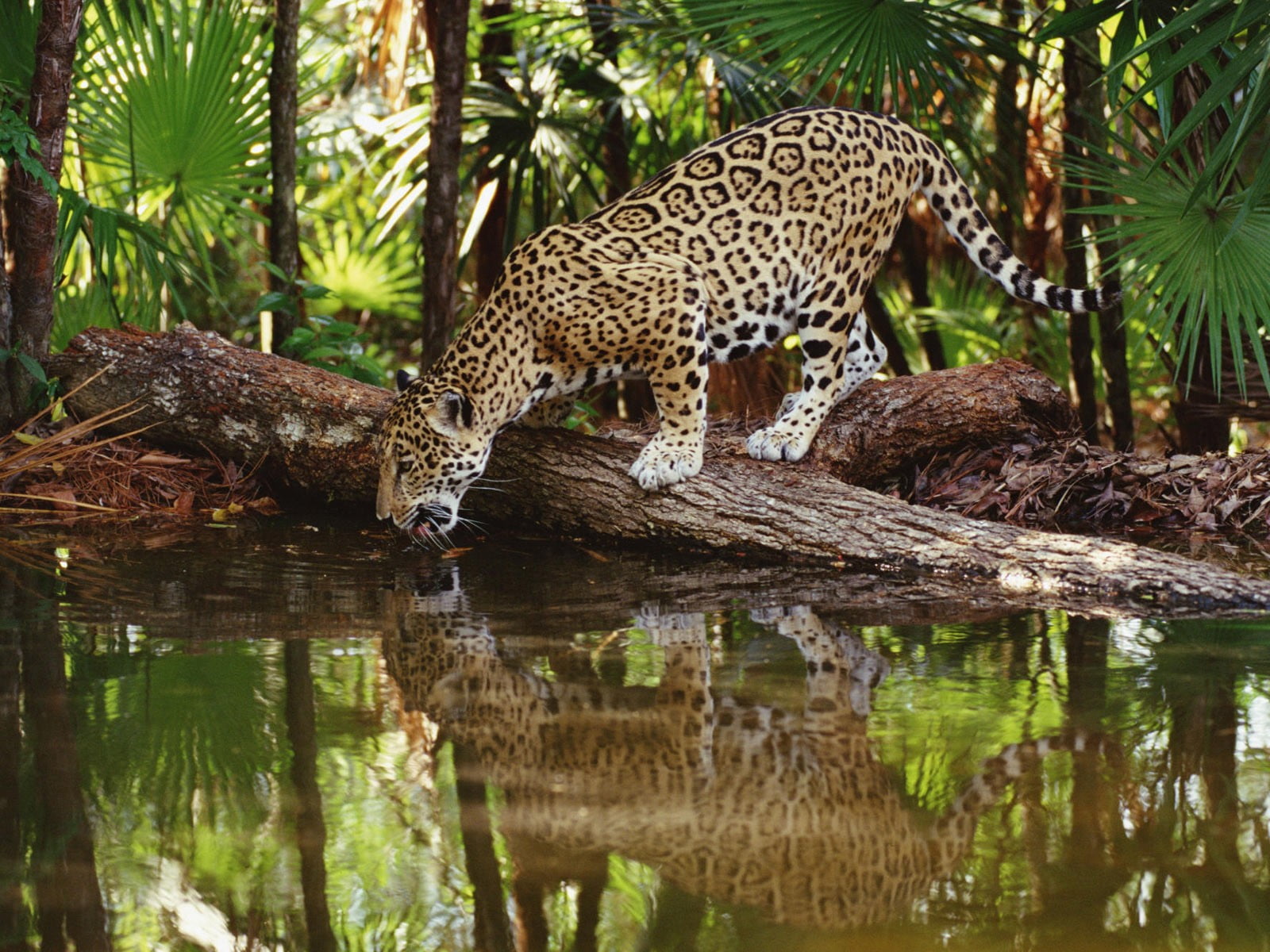mammal, Other, animals in the wild, vertebrate, reflection, drinking water, Animals, leopard, no people, cat, plant, day, drinking, outdoors, nature, animal wildlife, HD Wallpaper