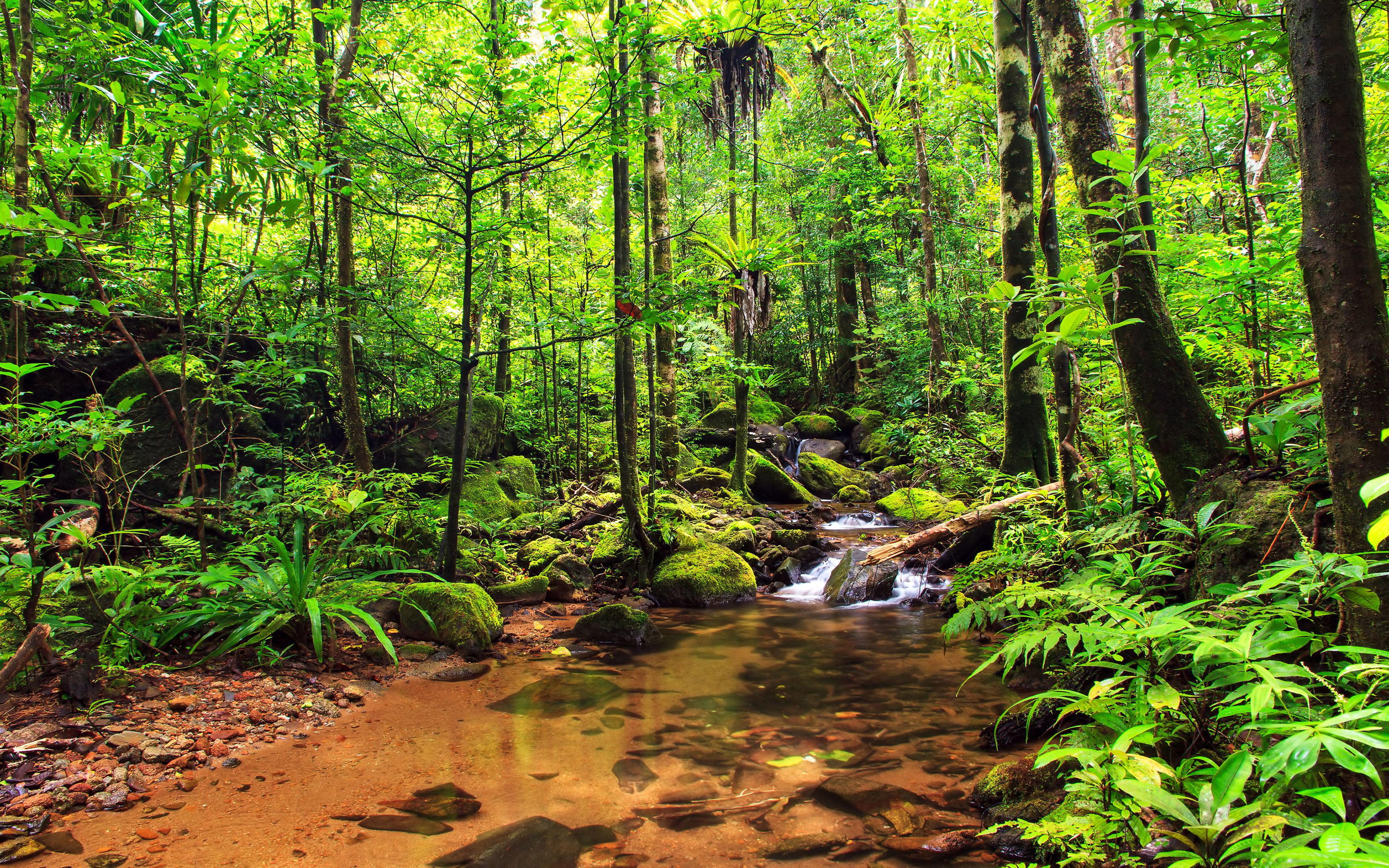 water, jungle, plant, national, woodland, tree, park, nature, masoala, mountain, green color, hd, day, stream - flowing water, outdoors, stream, growth, HD Wallpaper