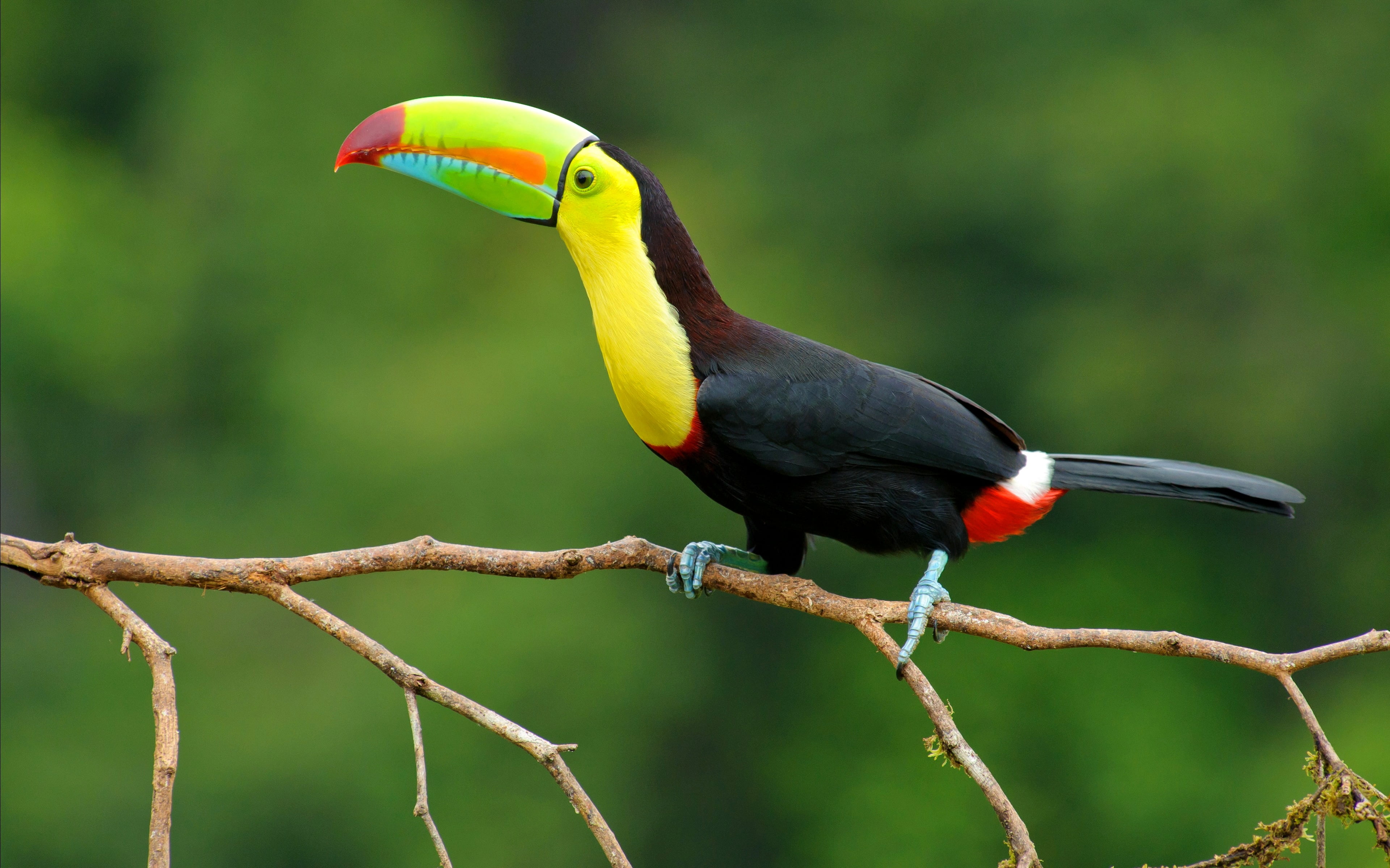 branch, Animals, no people, black, one animal, animal, animal themes, day, branches, billed, beauty in nature, green, bird, toucan, close-up, animal wildlife, HD Wallpaper