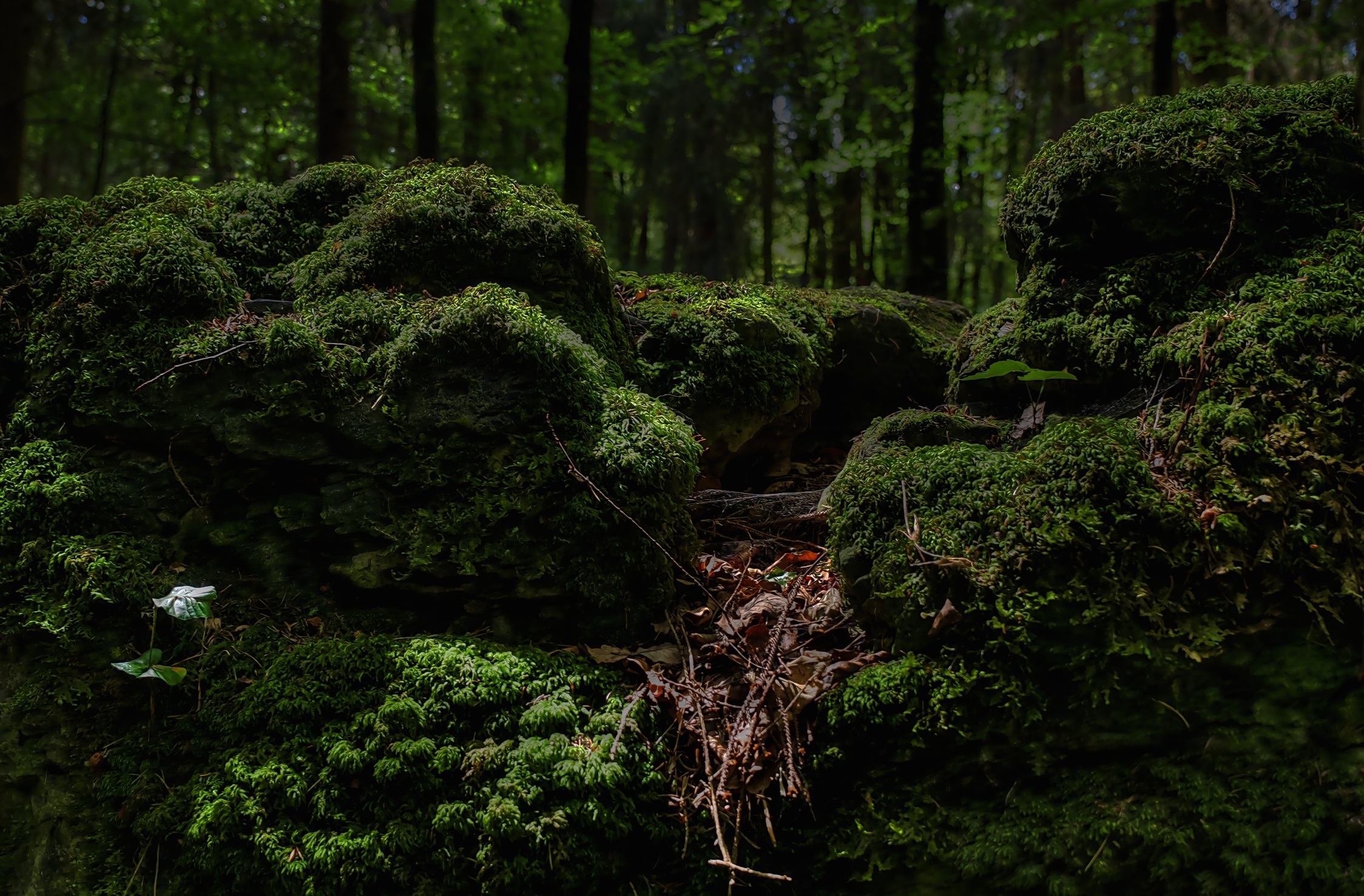 green, scenics - nature, beauty in nature, growth, wild, tranquil scene, mossy, outdoors, non-urban scene, moss, hedge, forest, view, idyllic, rainforest, HD Wallpaper