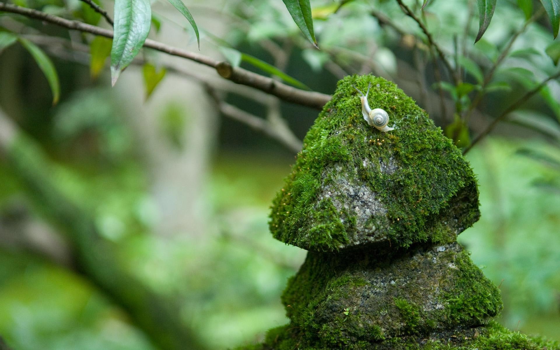 nature, snail, 1080P, 1920x1200, mossy, white, moss, rock, HD Wallpaper