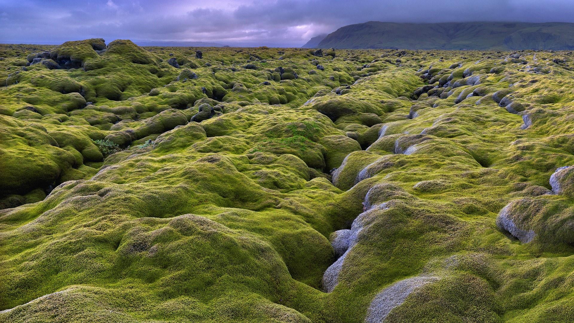 idyllic, lava field, nature, day, land, outdoors, remote, environment, scenics - nature, non-urban scene, mountain, rock, green color, mossy, eldhraun, HD Wallpaper