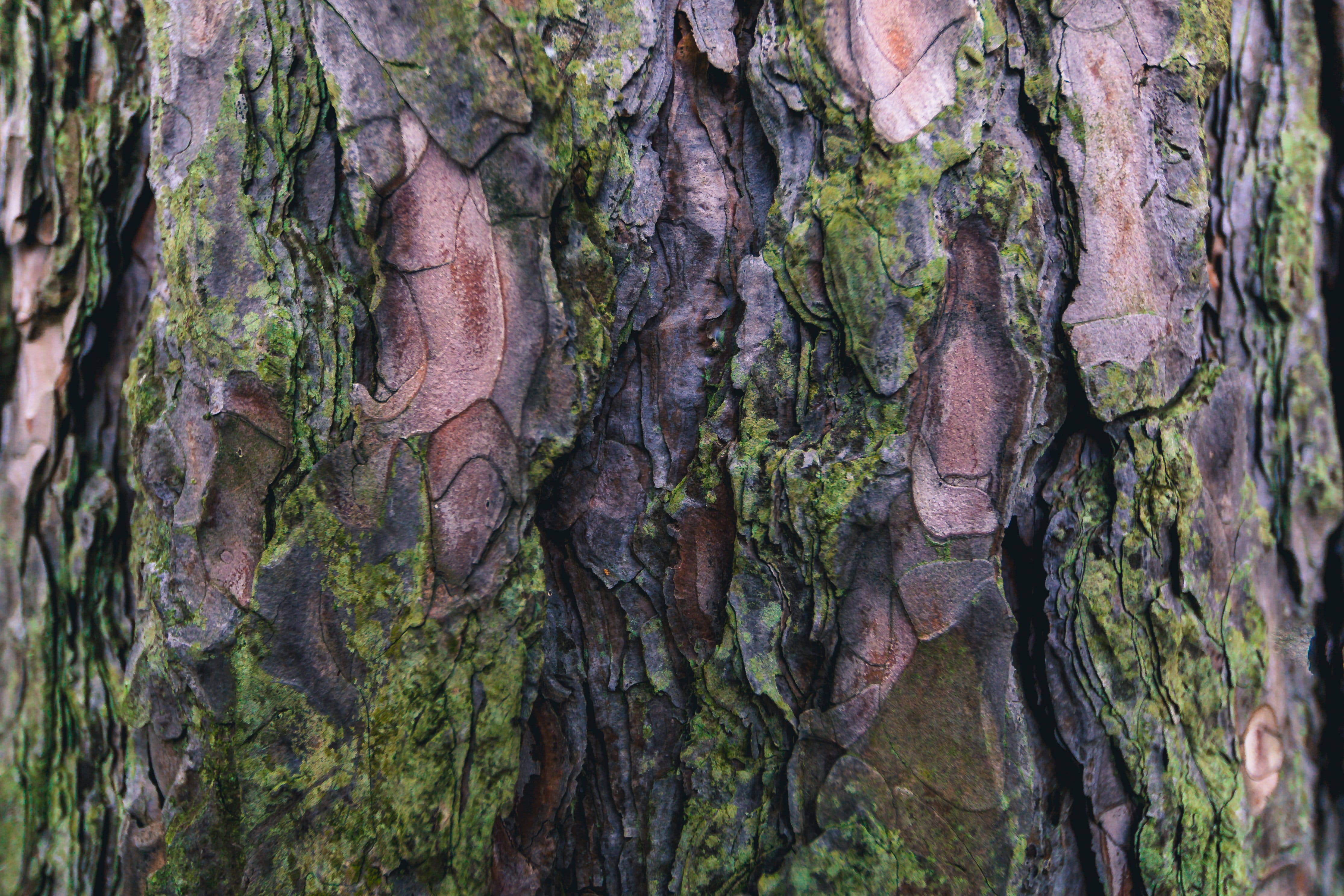 rainforest, tranquility, nature, growth, tree trunk, day, photo, trunk, bark, outdoors, plant, plant bark, 4K, Earth, tree, close-up, beauty in nature, HD Wallpaper